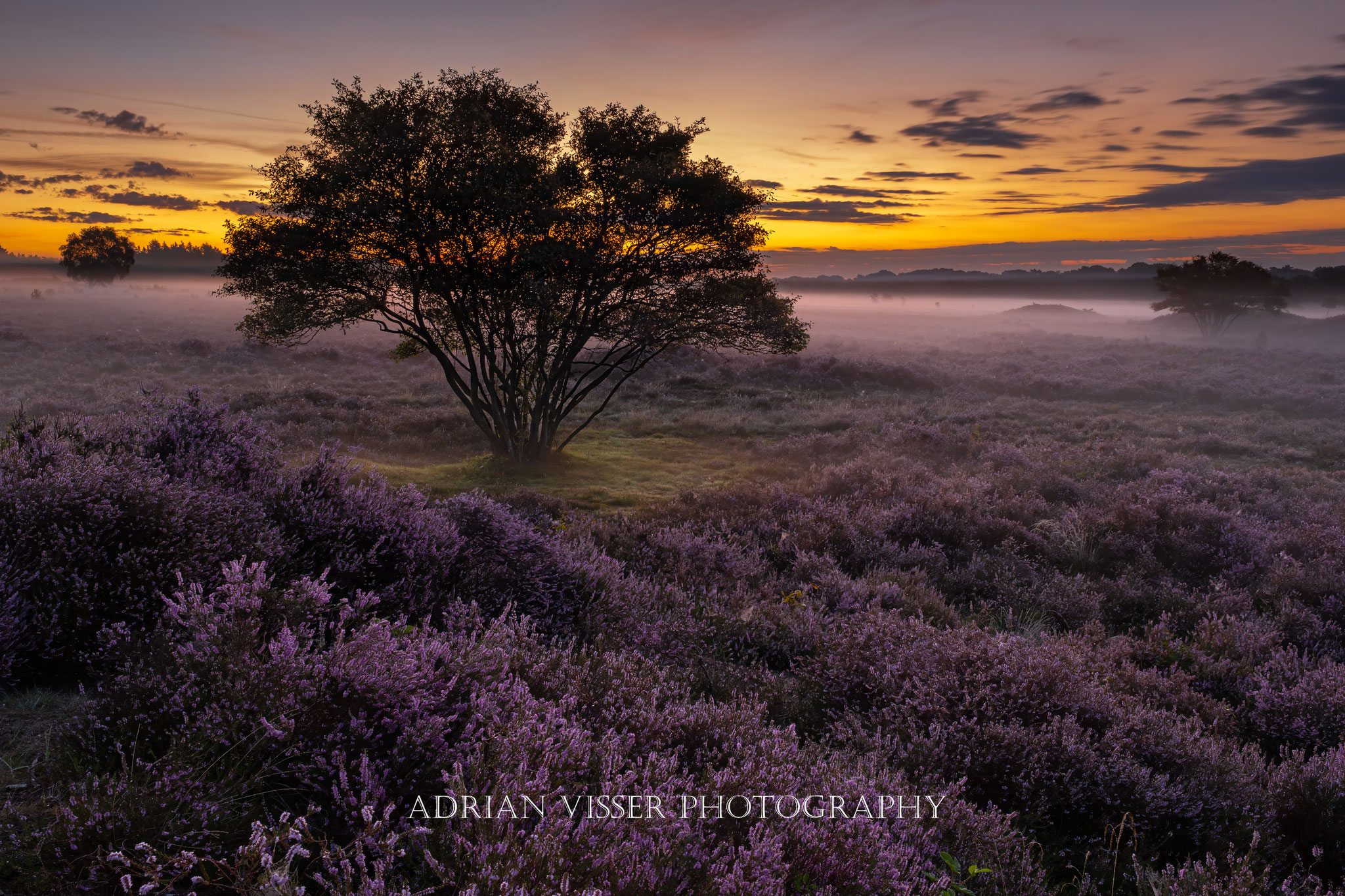 Sunrise purple heath