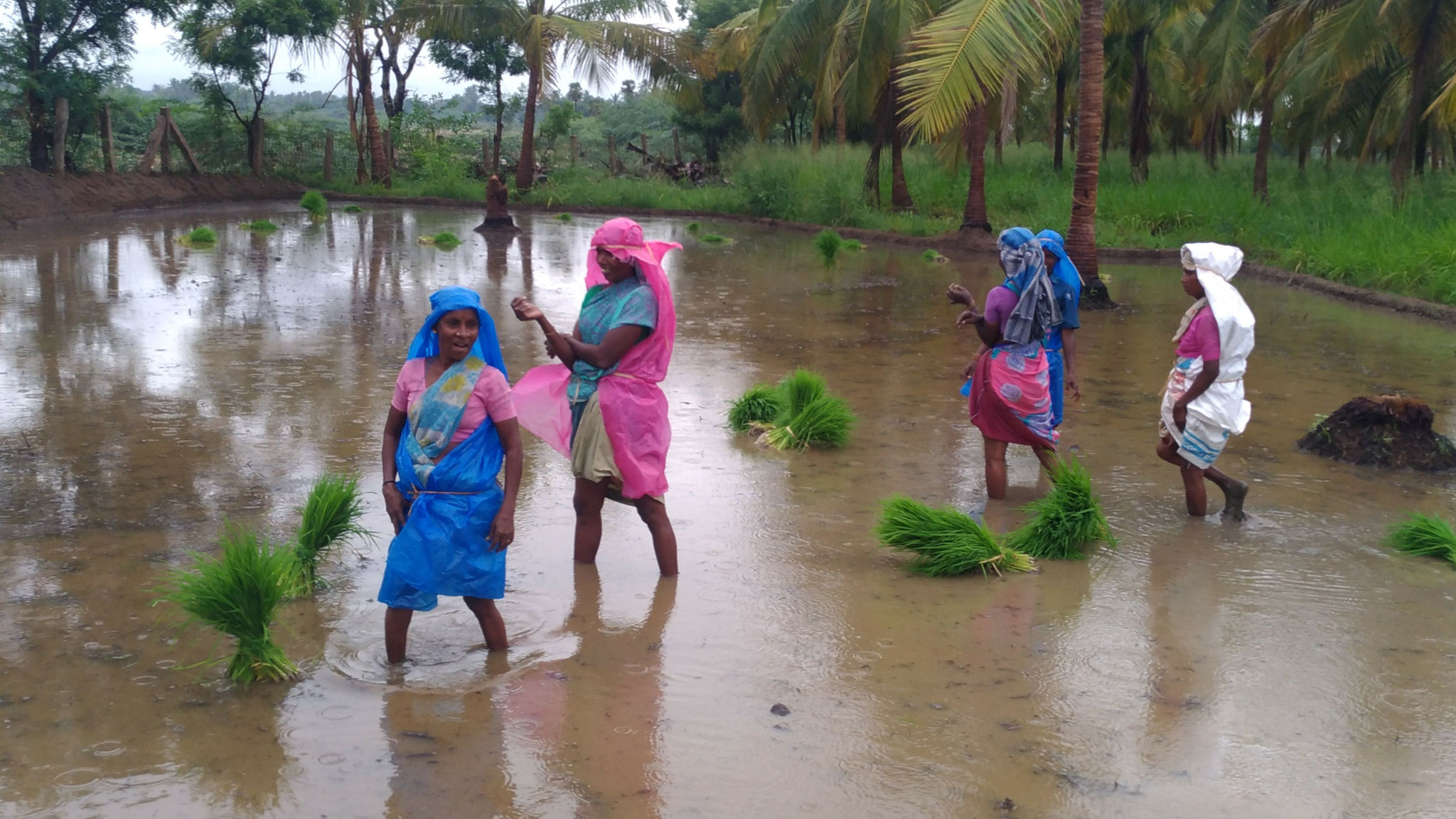 Food Garden - Seed Sharing with Local NGOs