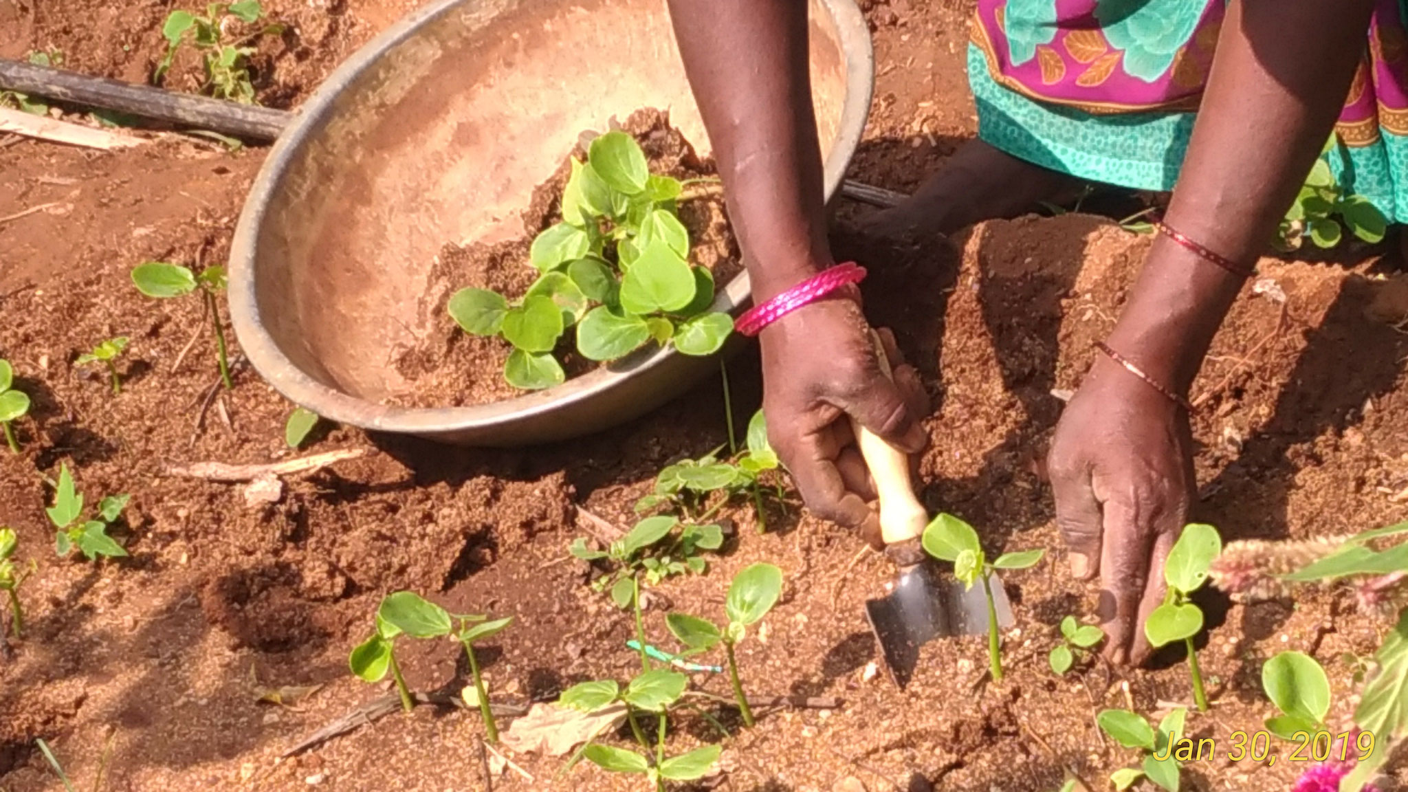 Building the Garden - Seedling Propagation