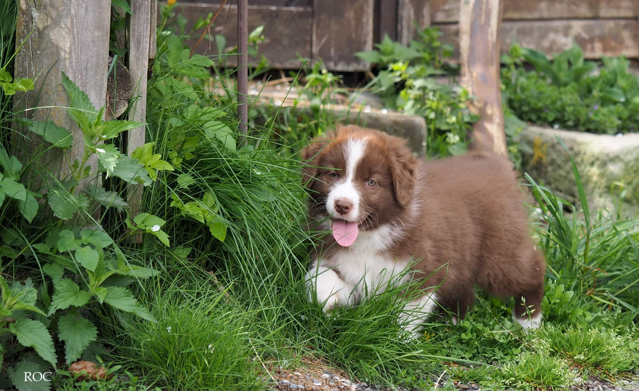 wissenswertes uber giardien australian shepherds roc