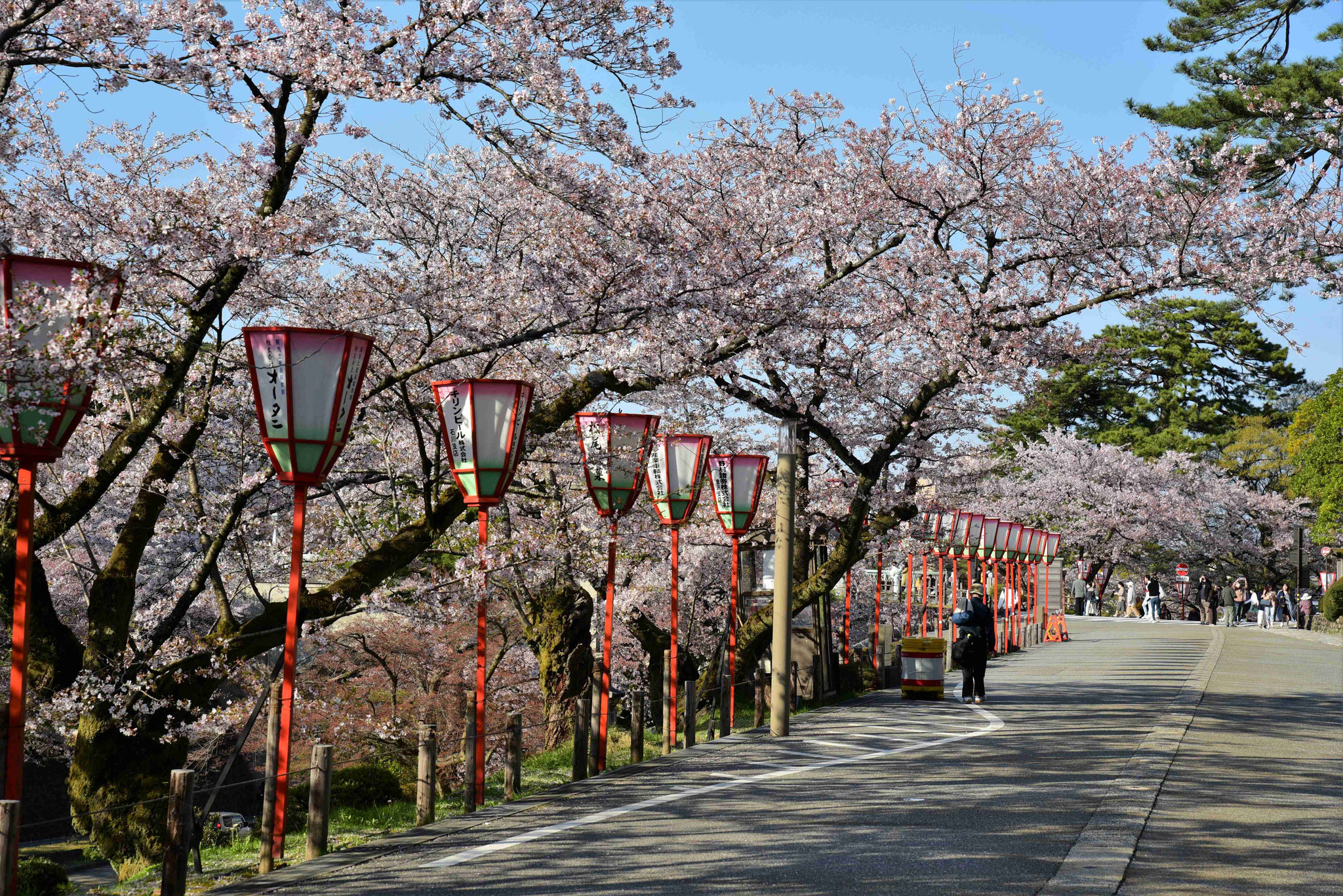 Kirschblütenpracht und nur ganz wenige Japaner