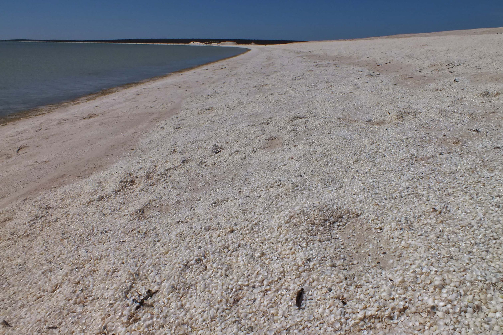 Muschelstrand - Millionen oder gar Milliarden Muscheln annähernd gleicher Größe anstelle Sand säumen die Küste