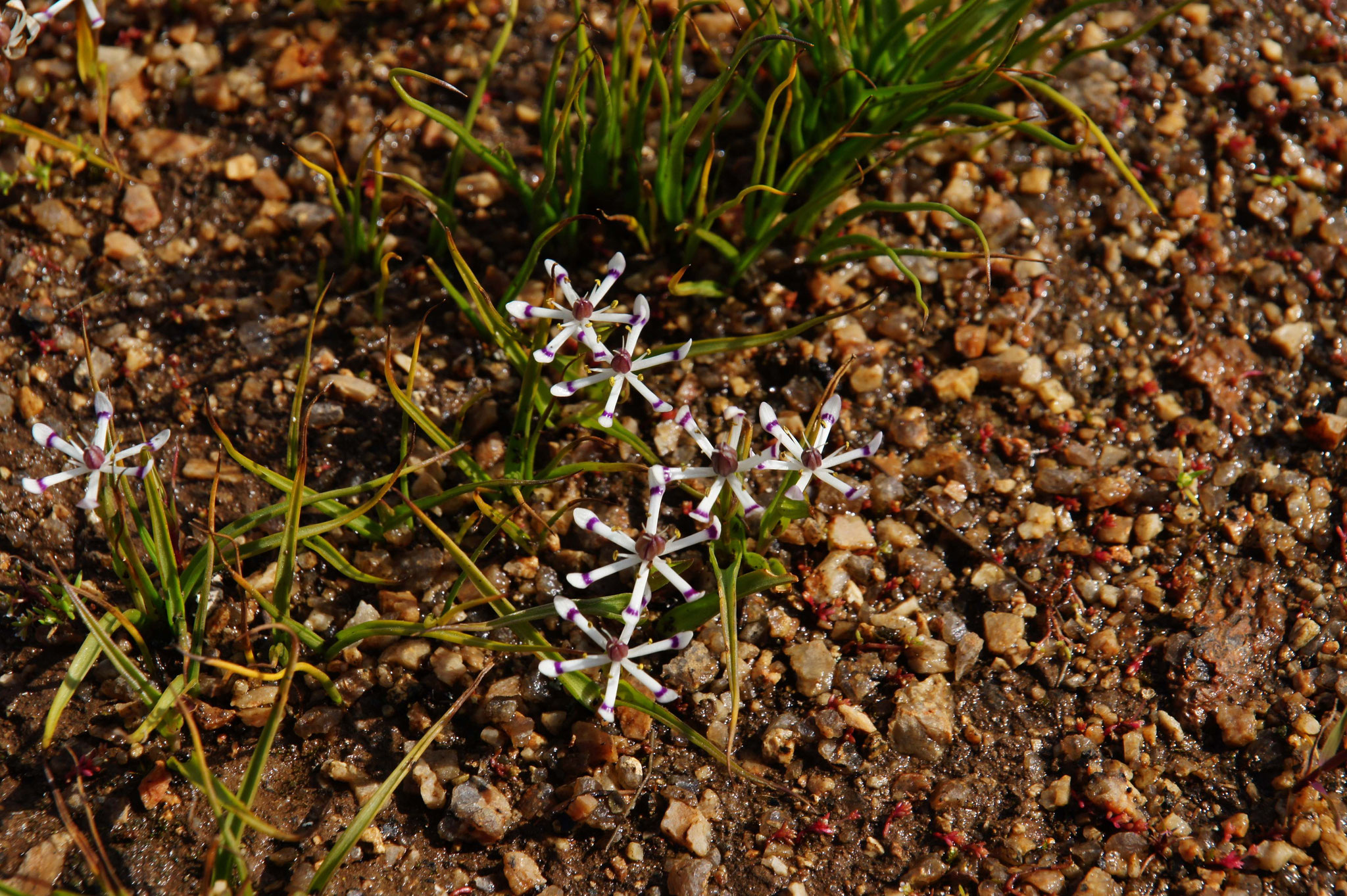 Wunderschöne Blumen beim Wave Rock in Hyden