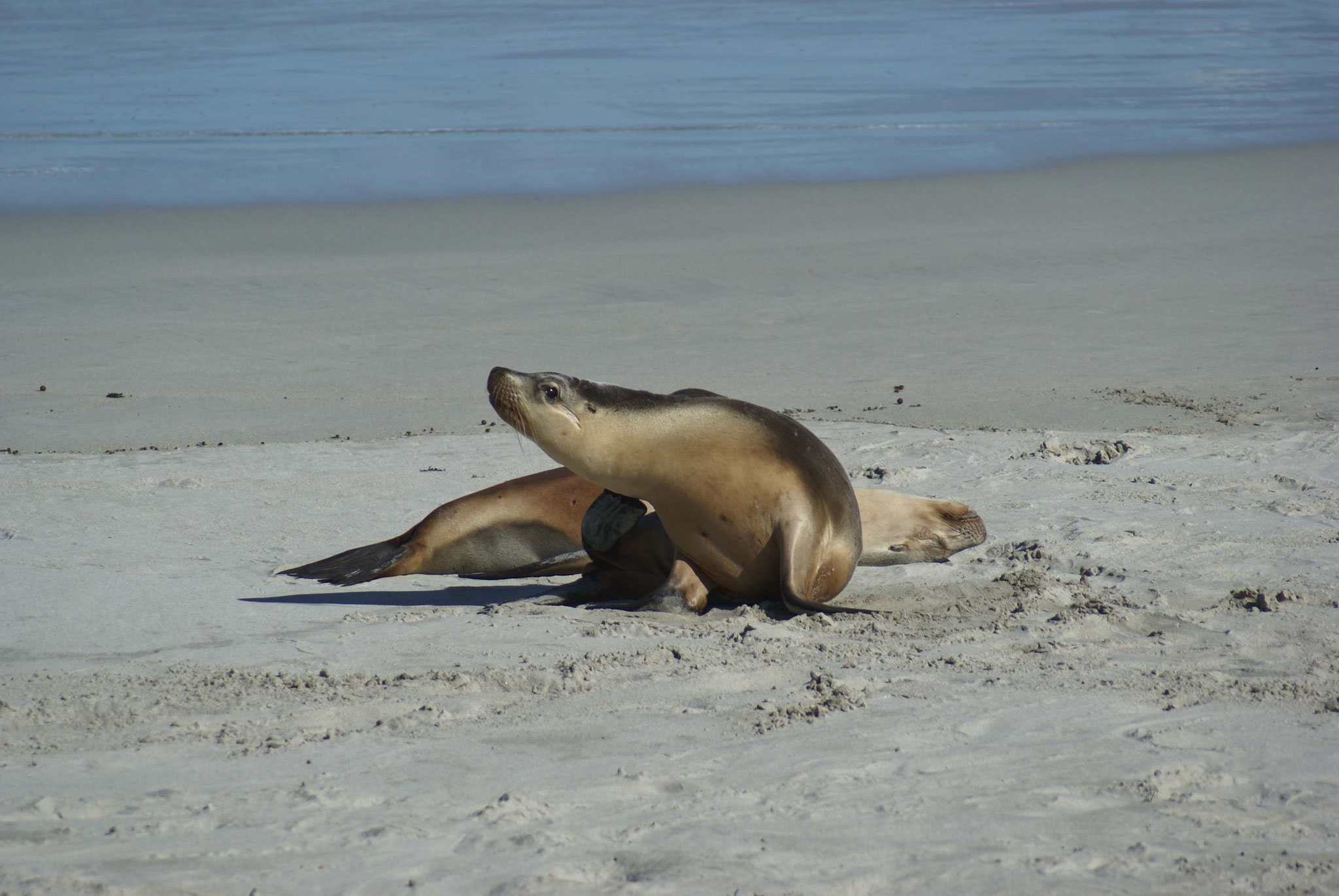 Seelöwenjunge im "seal bay conserveration park",  Kangaroo Island
