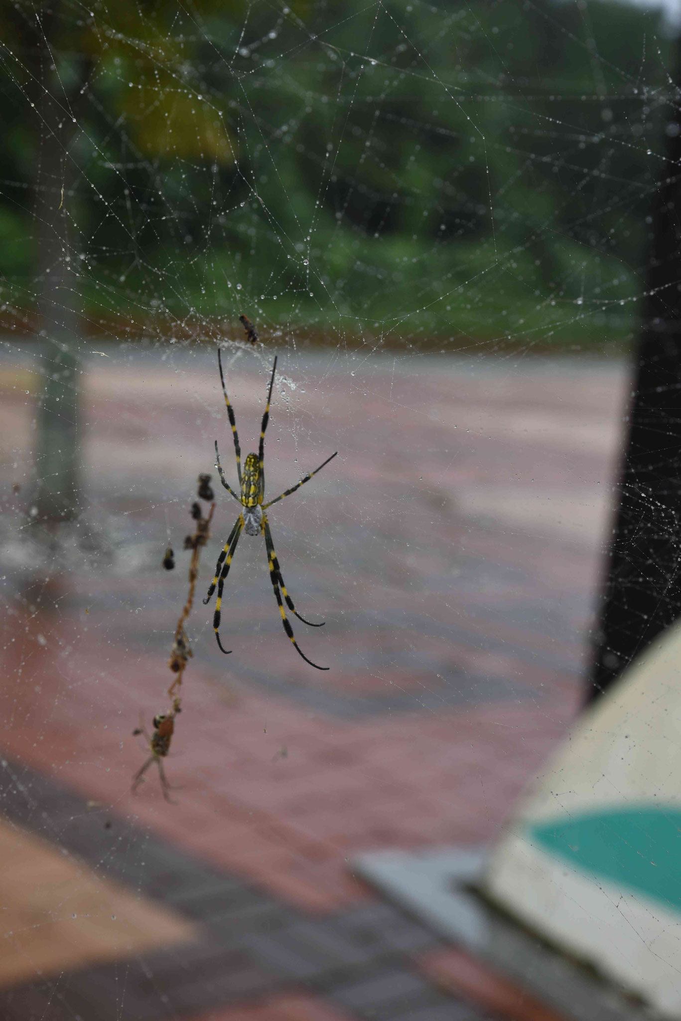 Spinnennetz mit Spinne