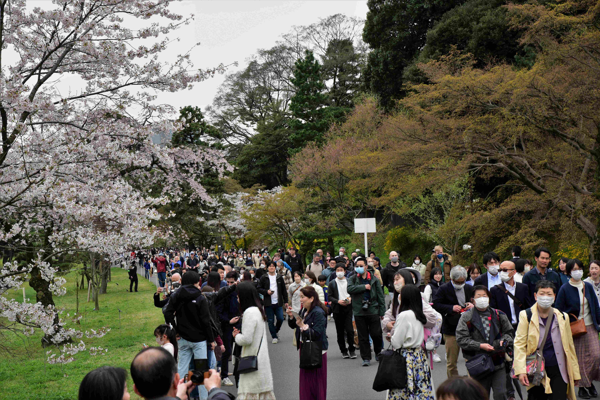 Während der Kirschblütenzeit treibt es Japaner in Gärten 