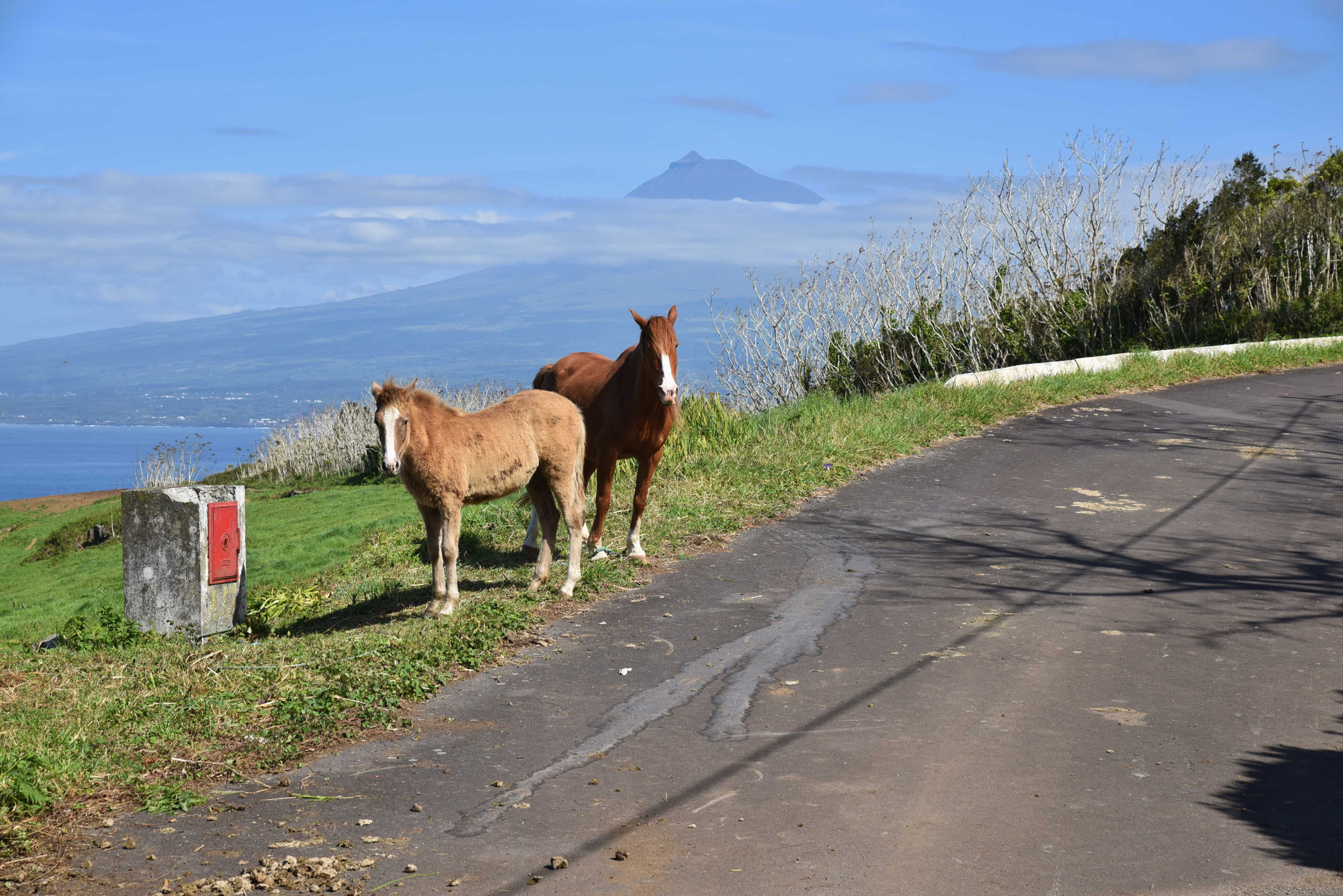 Pferde mit dem Berg Pico im Hintergrund