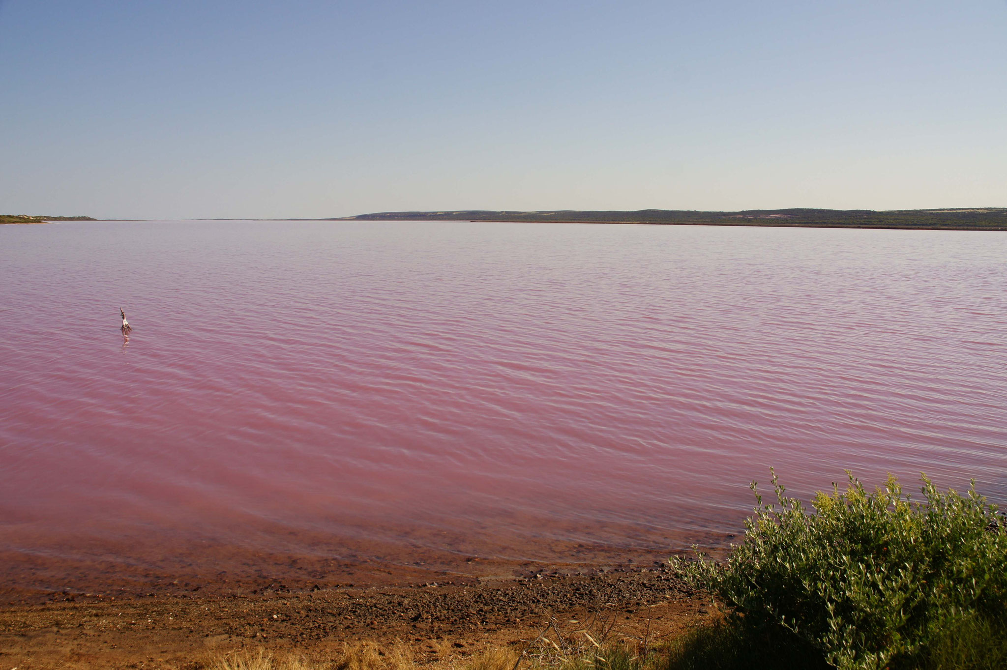Pink lake - 2 von 5 finden sich in Australien - hervorgerufen durch extrem hohe Salzgehalte mit giftigen Mikroorganismen