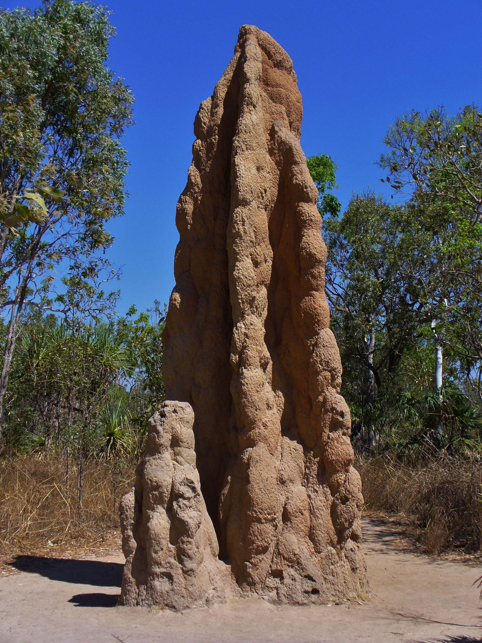 Termitenhügel mit ca. 8 m Höhe