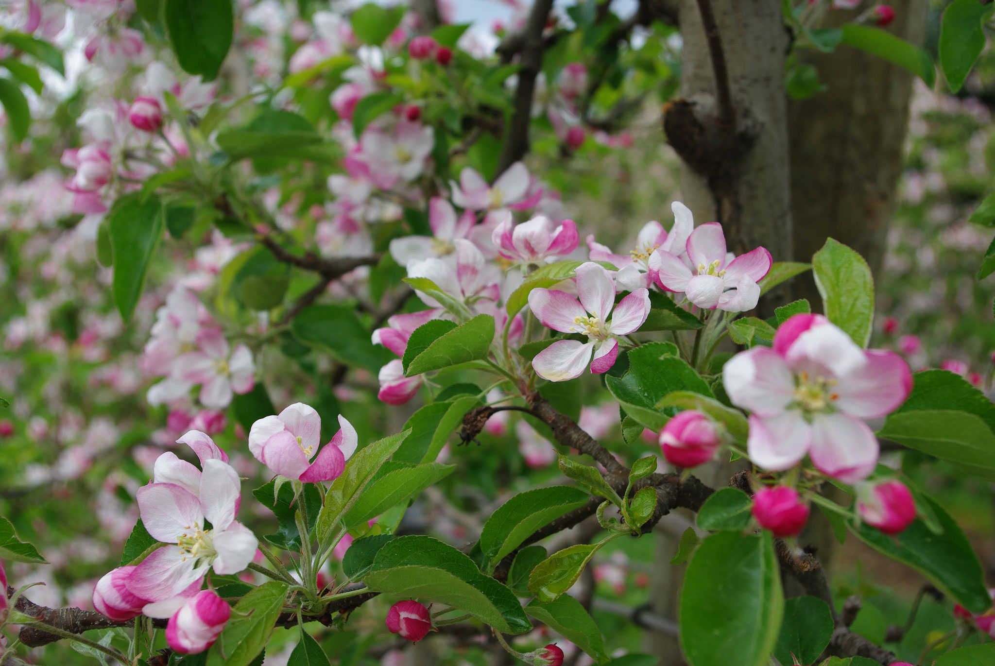 Apfelblüte im ApfelLand Stubenbergsee