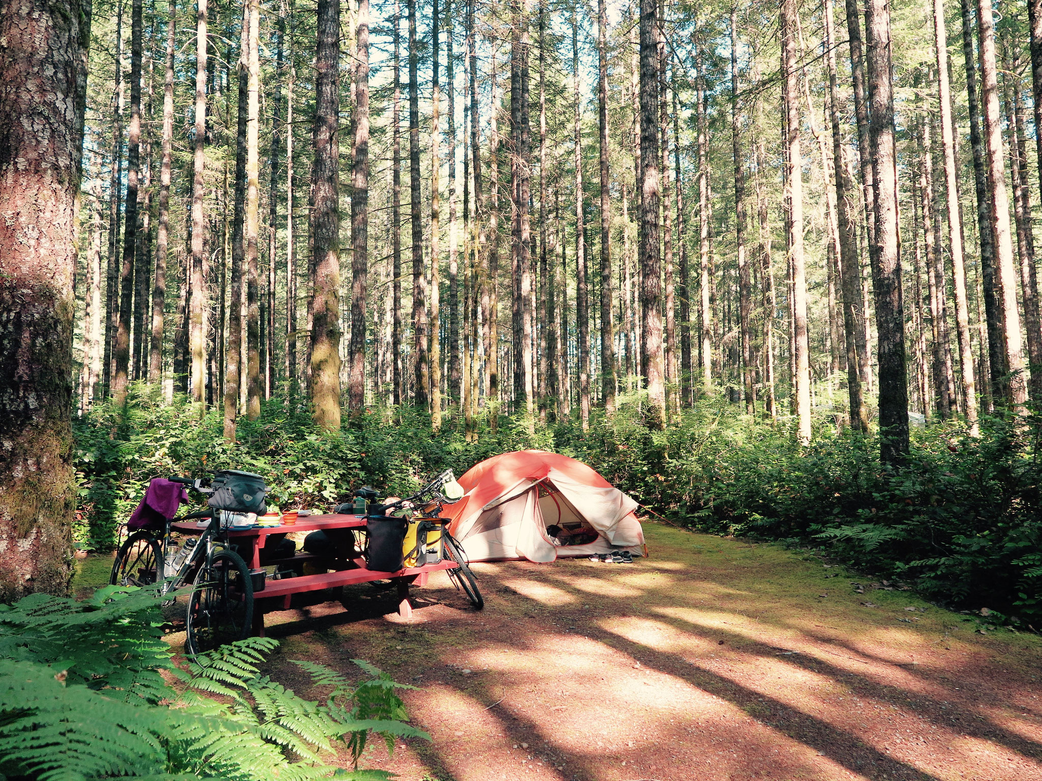 Vor-lauter-Bäumen-den-Wald-nicht-mehr-sehen-Camping