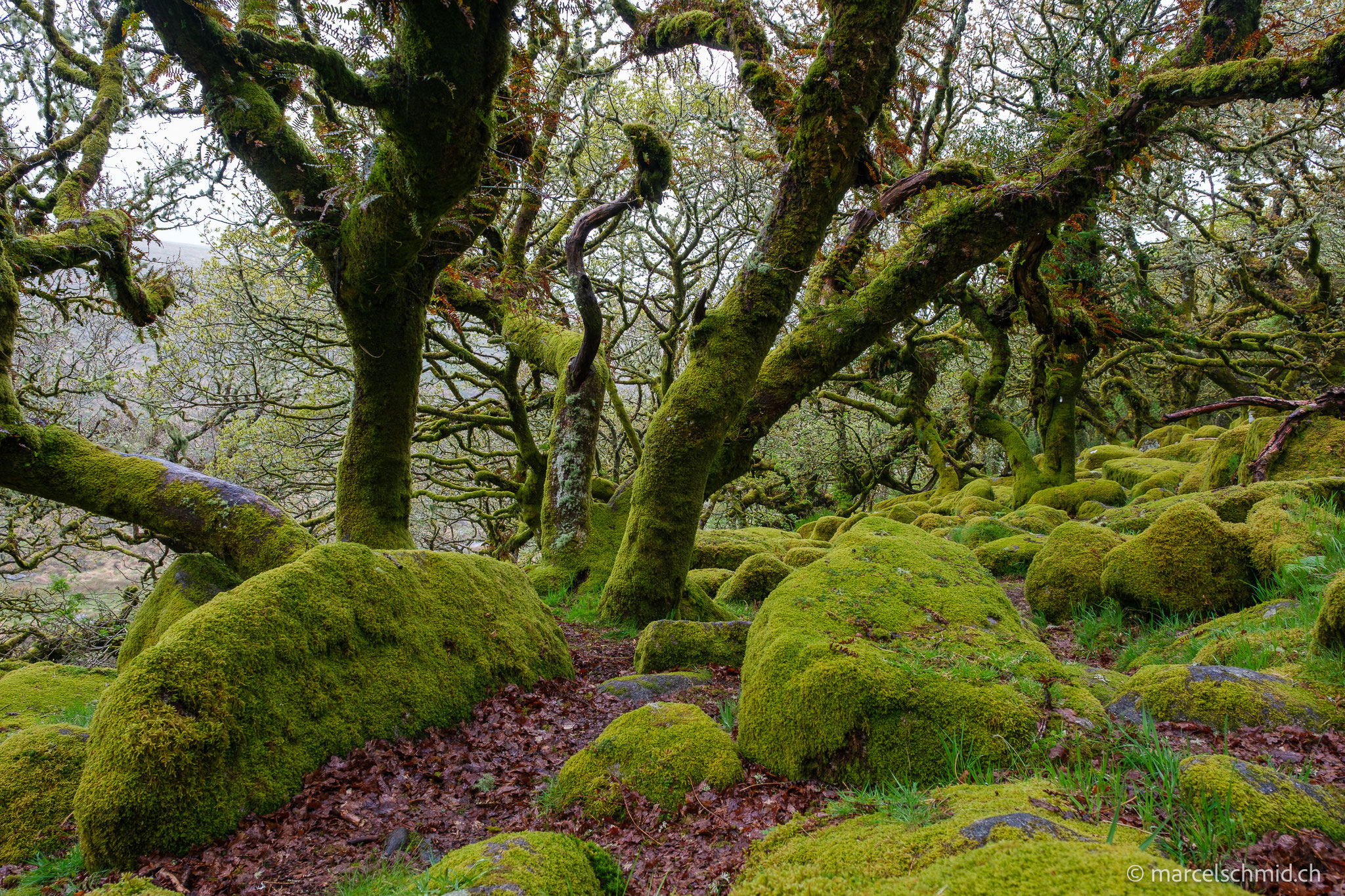 Wistmans Wood, Dartmoor National Park, England