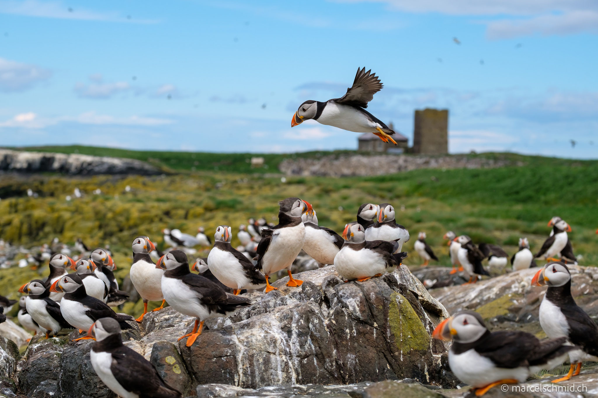 Papageientaucher auf Staple Island, Nordengland