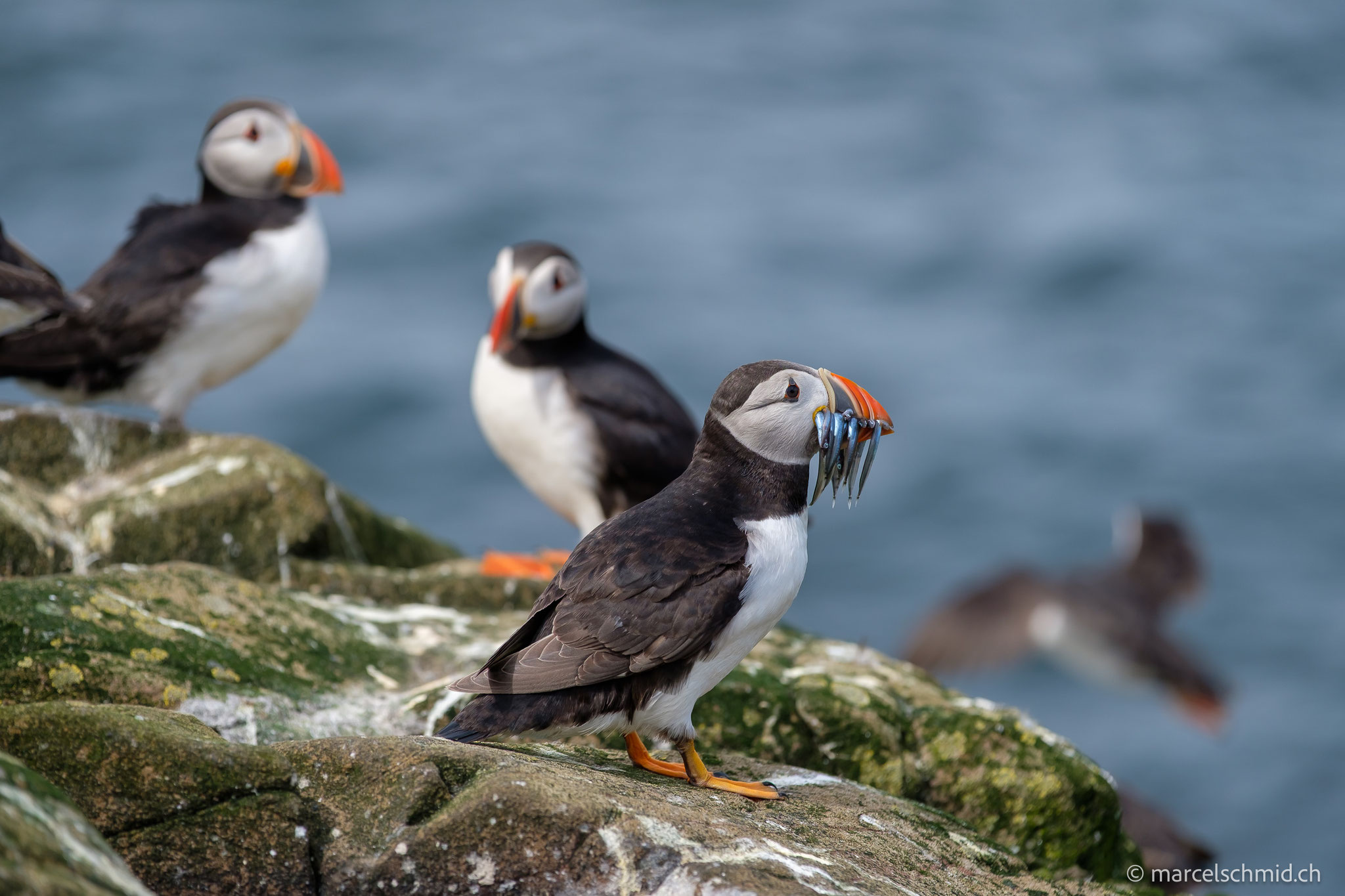Papageientaucher auf Staple Island, Nordengland