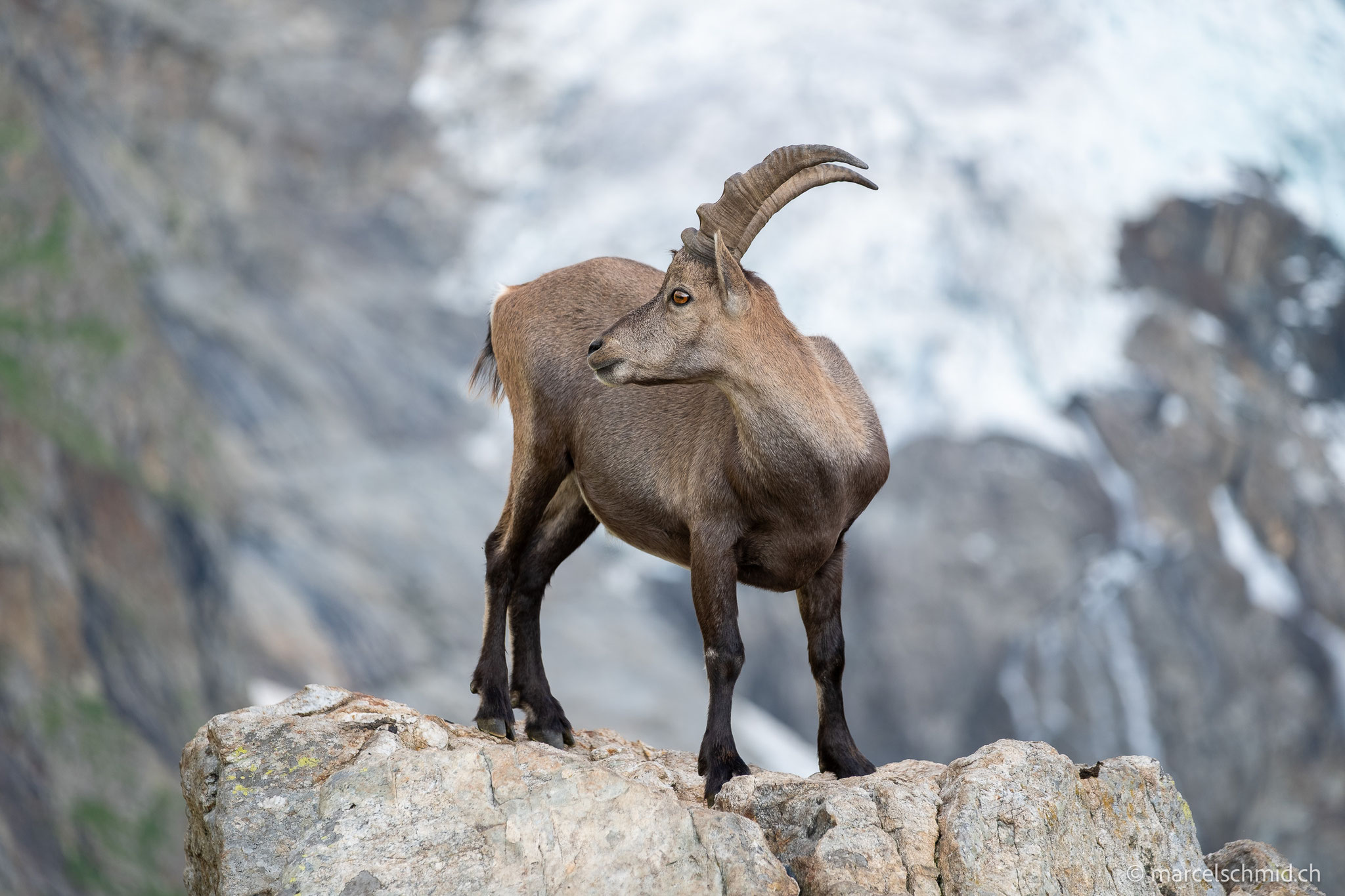 Steinbock im Berner Oberland