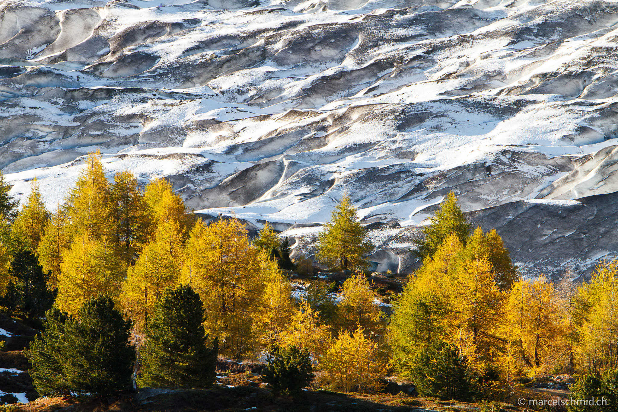 Goldener Aletschwald am grossen Aletschgletscher, Wallis