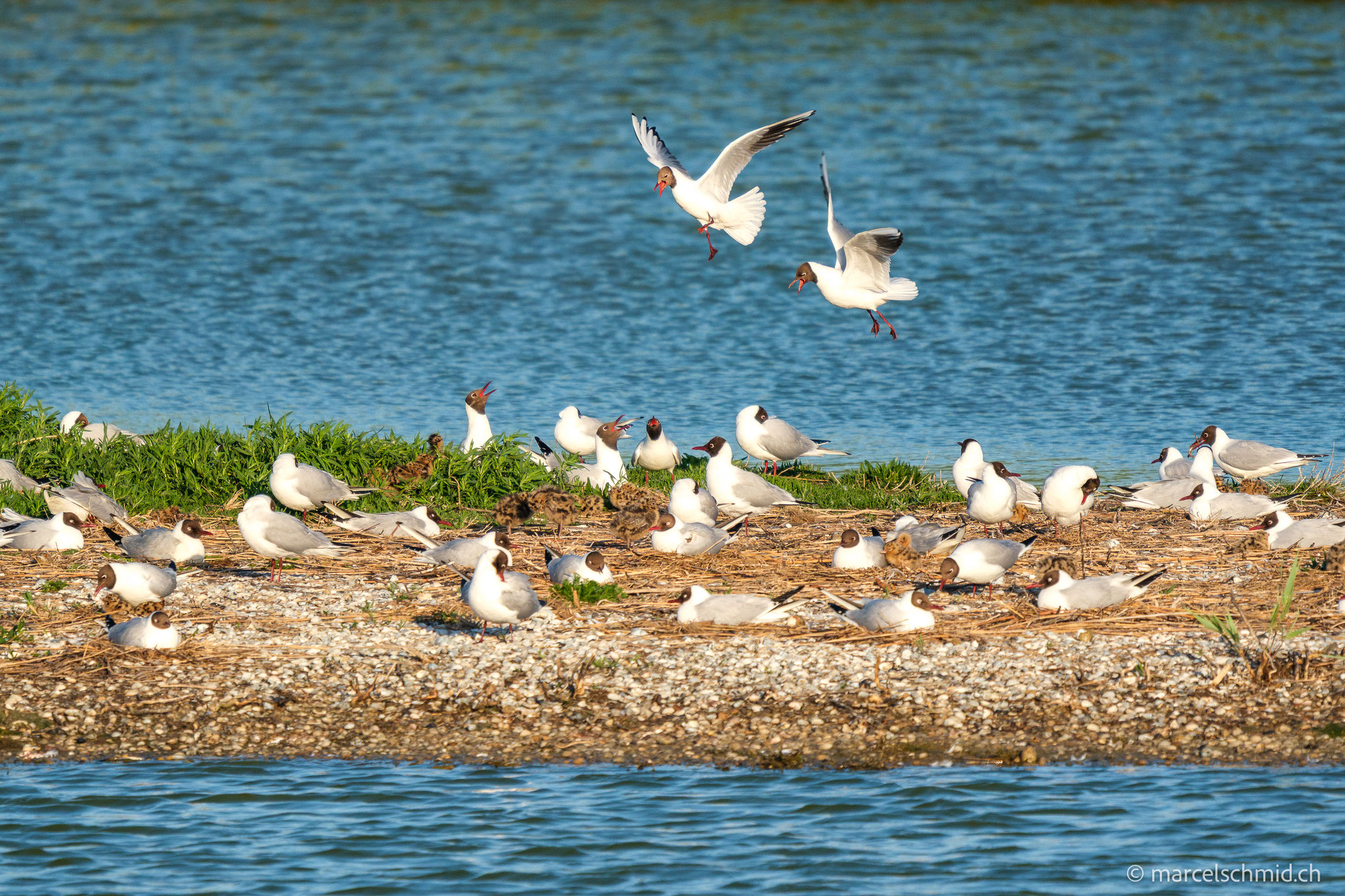 Brütende Seeschwalben, Texel, Niederlande