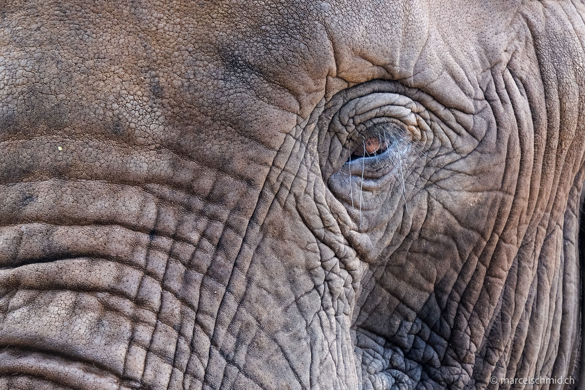 Afrikanischer Elefant, Südafrika
