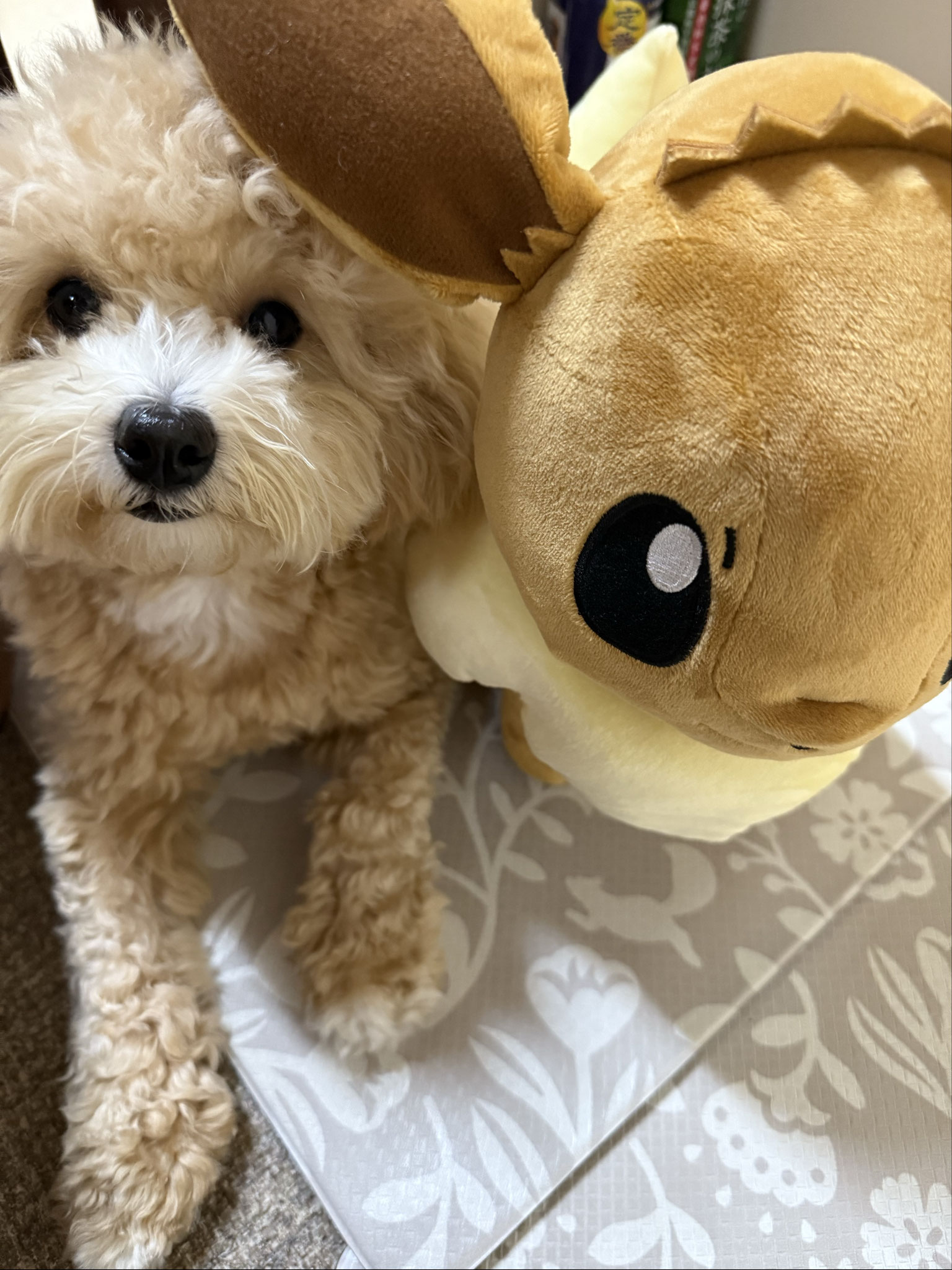 ☆moca☆
