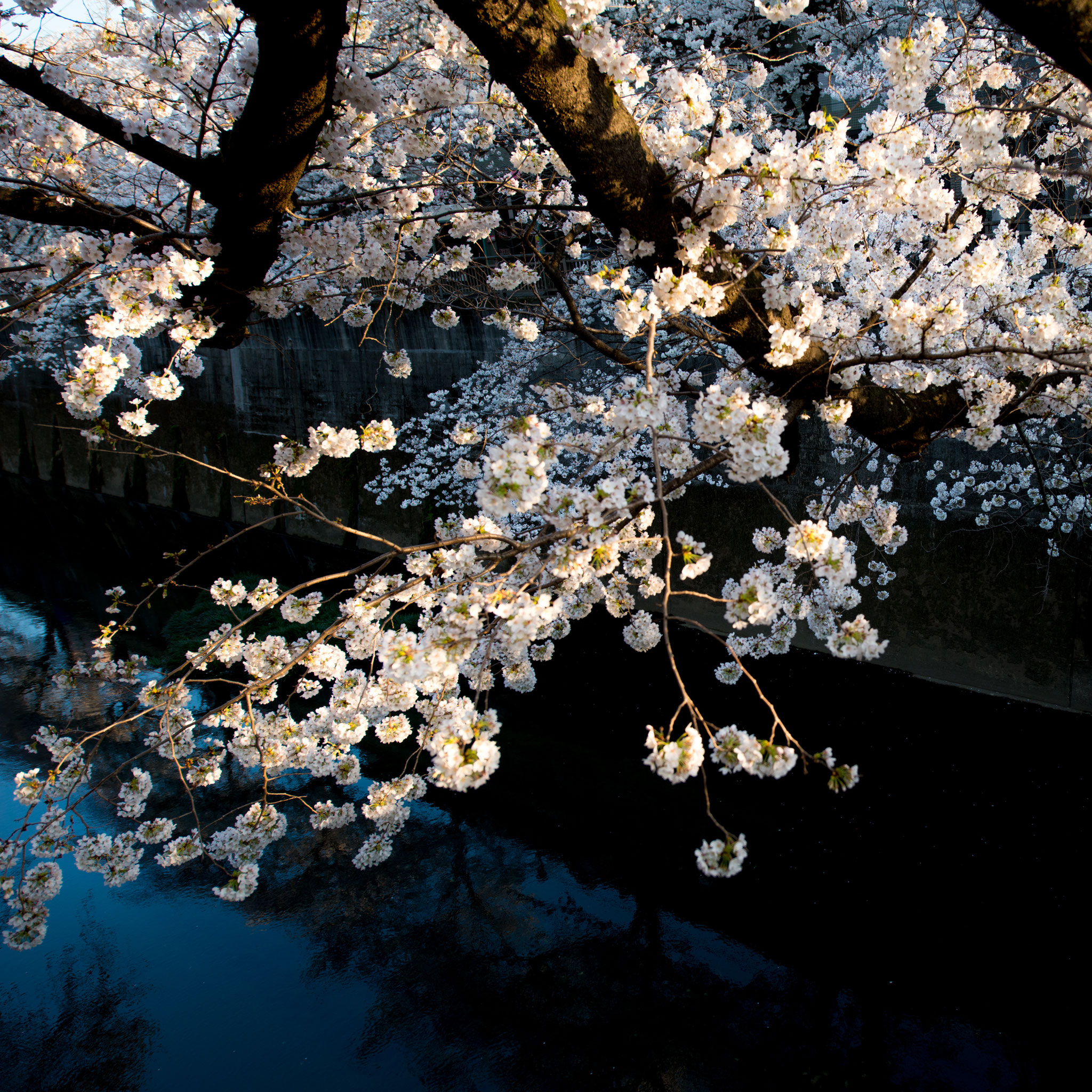 石神井川の桜並木3（2018年3月25日撮影）