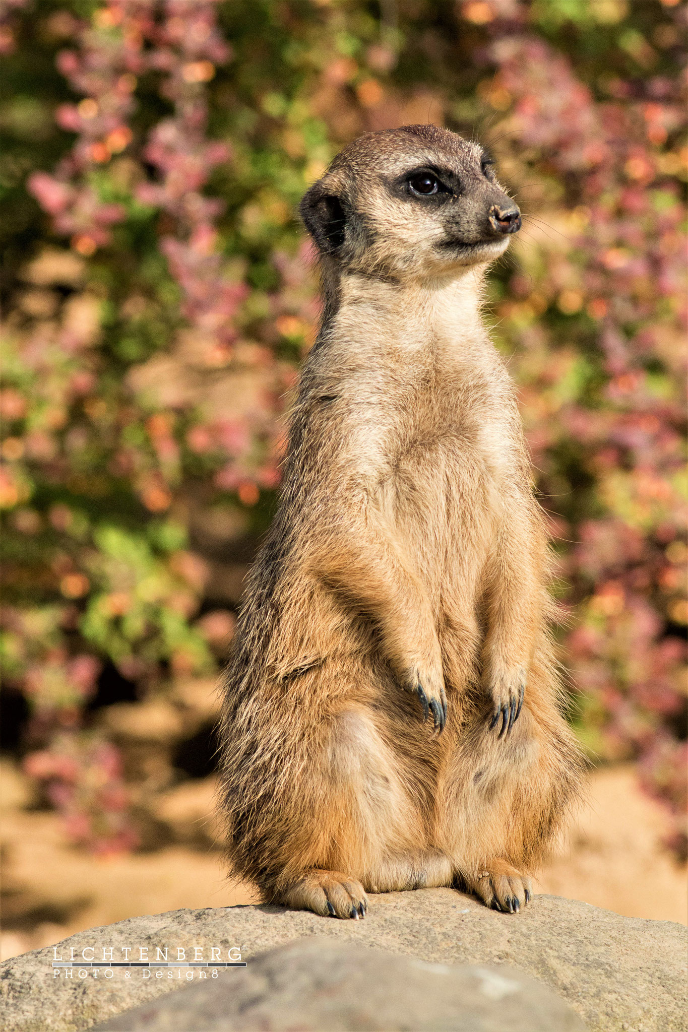 'Wachsames Erdmännchen vor rosa Blüten' | 'Waxy meercat before pink flowers', NRW, 2017