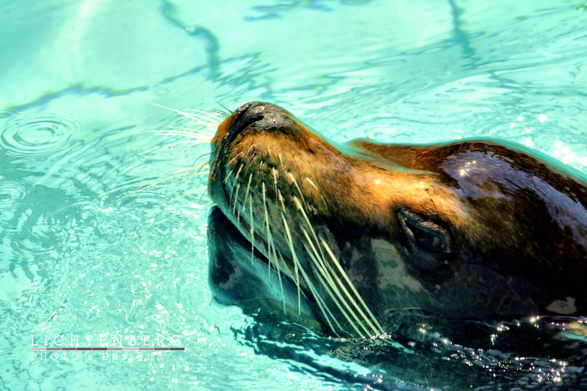 'Freundlicher Seelöwe zeigt ein Hallo' | 'Friendly sea lion shows a hello', WT, NRW, 2015-07