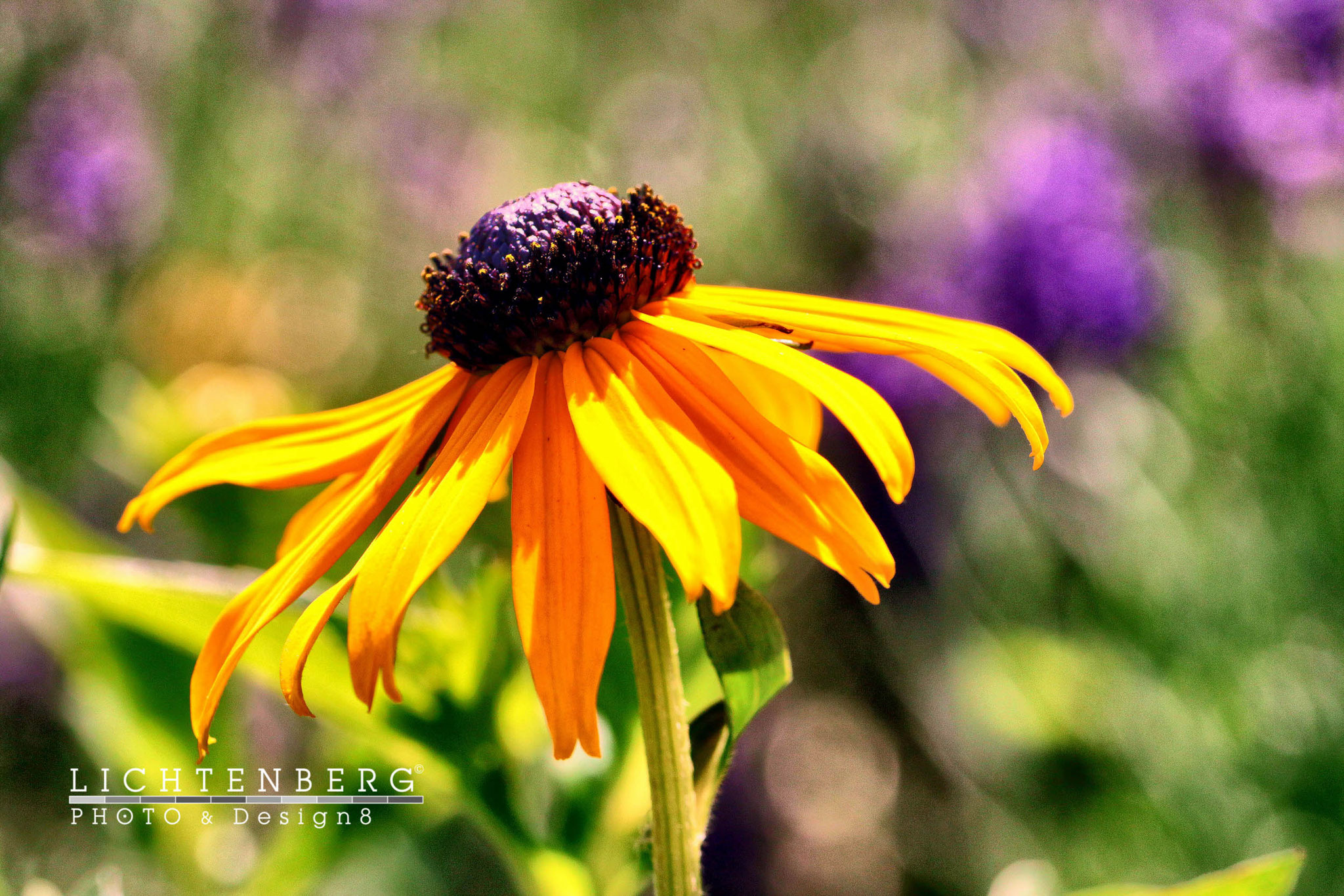 'Schwingender Sonnenhut' | 'Swinging Rudbeckia hirta', NL, StBez Nippes, DE