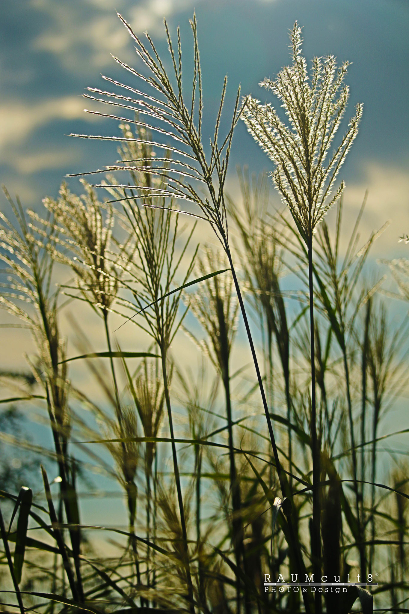 'Filigrane Gräser im Schimmer der Sommer-Sonne' | 'Filigree grasses in the glow of the summer sun', right Rhine side, DE