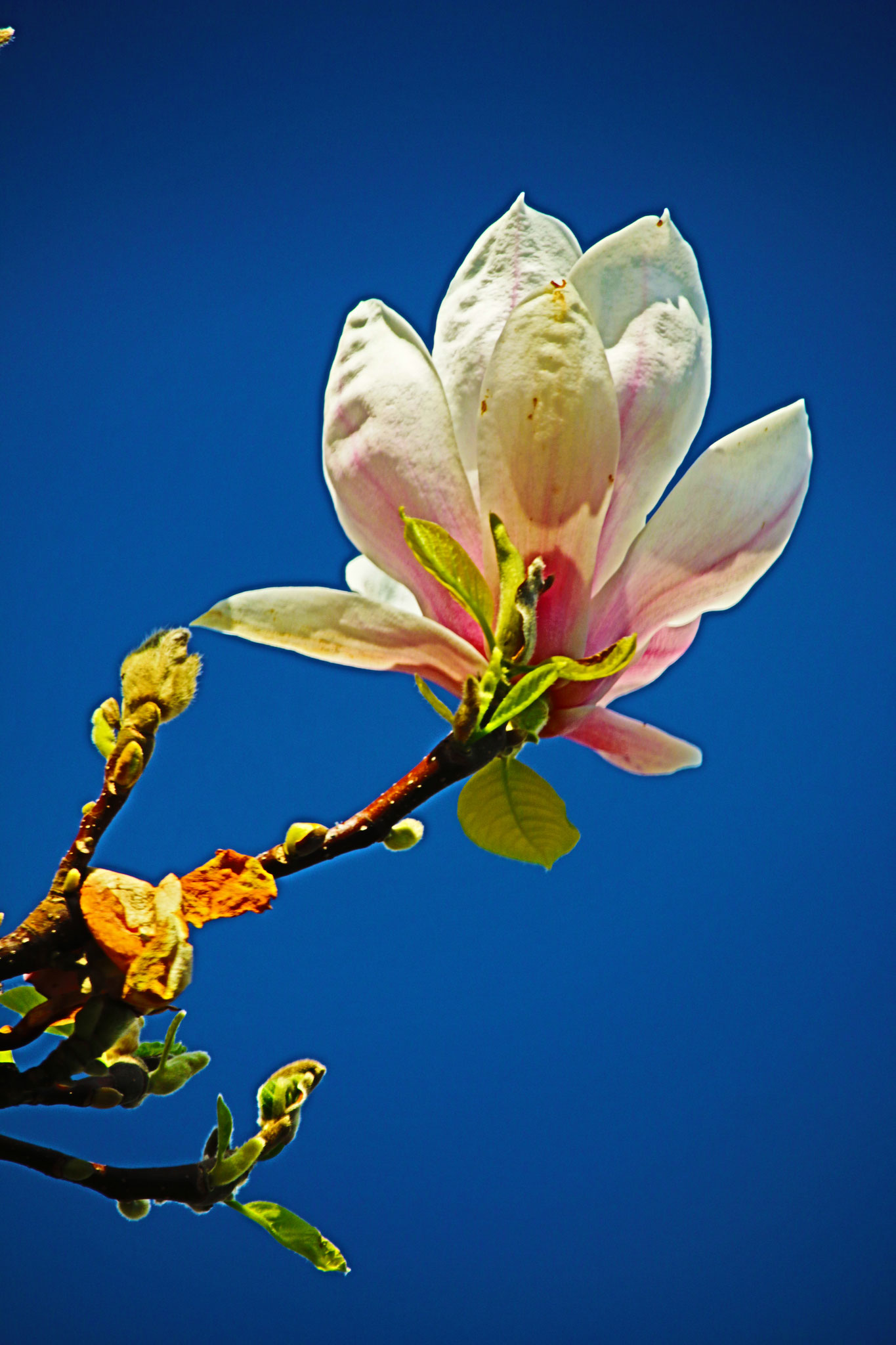 'Wunderschöne Magnolie vor Blau' | 'Bautiful magnolia before Sky-Blue', EP, NStN, DE