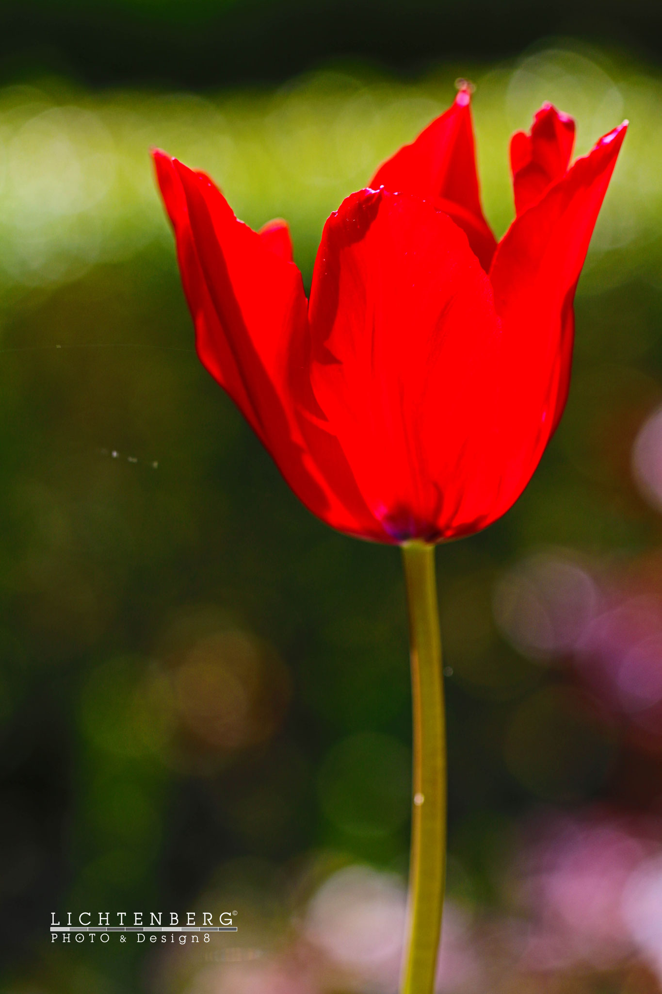 Leuchtende Tulpe