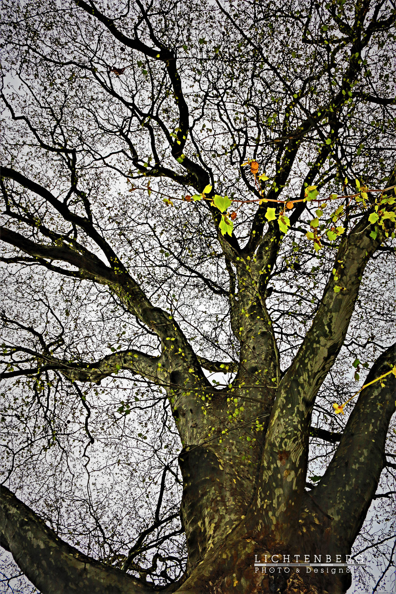 'Vielfach verzweigte Platane', 'Multi-branched Sycamore tree', AA, RP, 2017-04