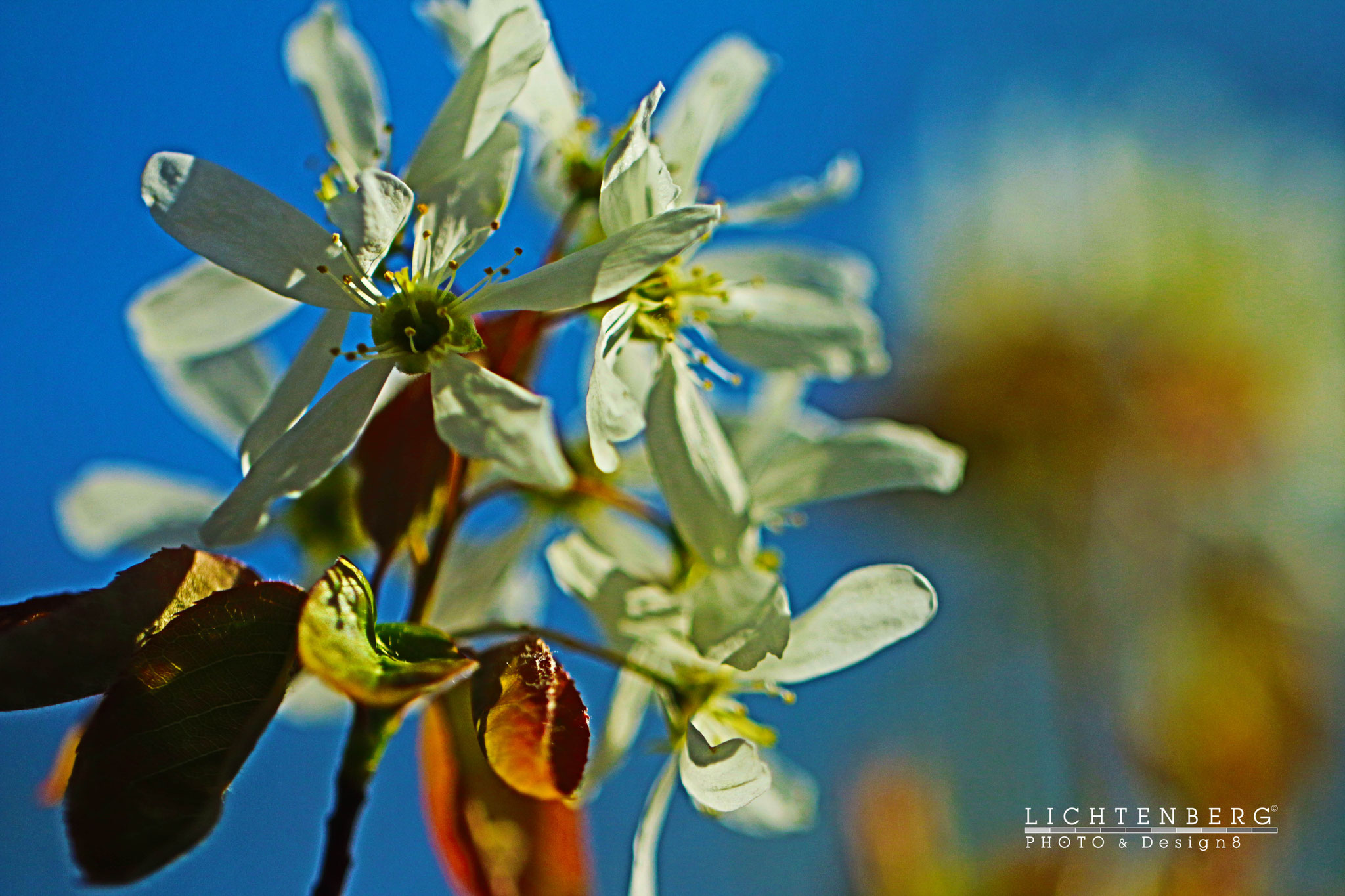 Kupferfelsenbirnen-Blüten II