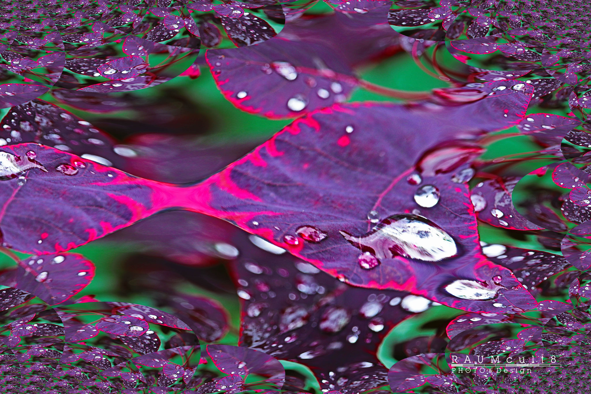 'Bemerkenswerter Roter Perückenstrauch mit Tropfen' | 'More remarkably Royal Purple with drops', balcony