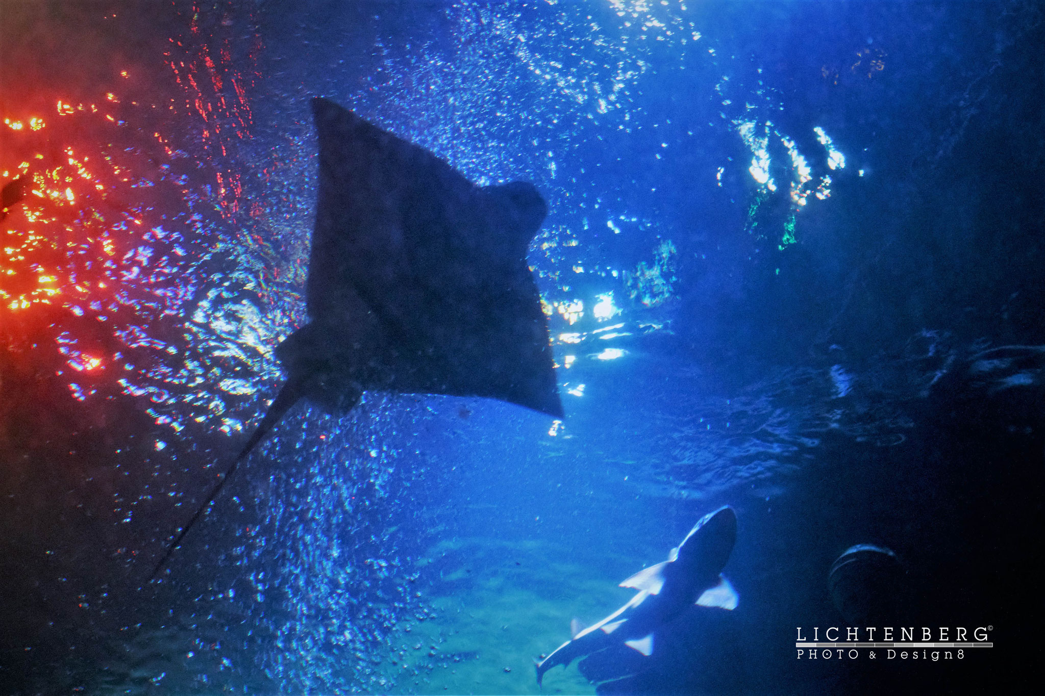 'Gleitender Rochen im Blau des Wassers' | 'Sliding skate in the blue of the water', KW, NRW, DE 