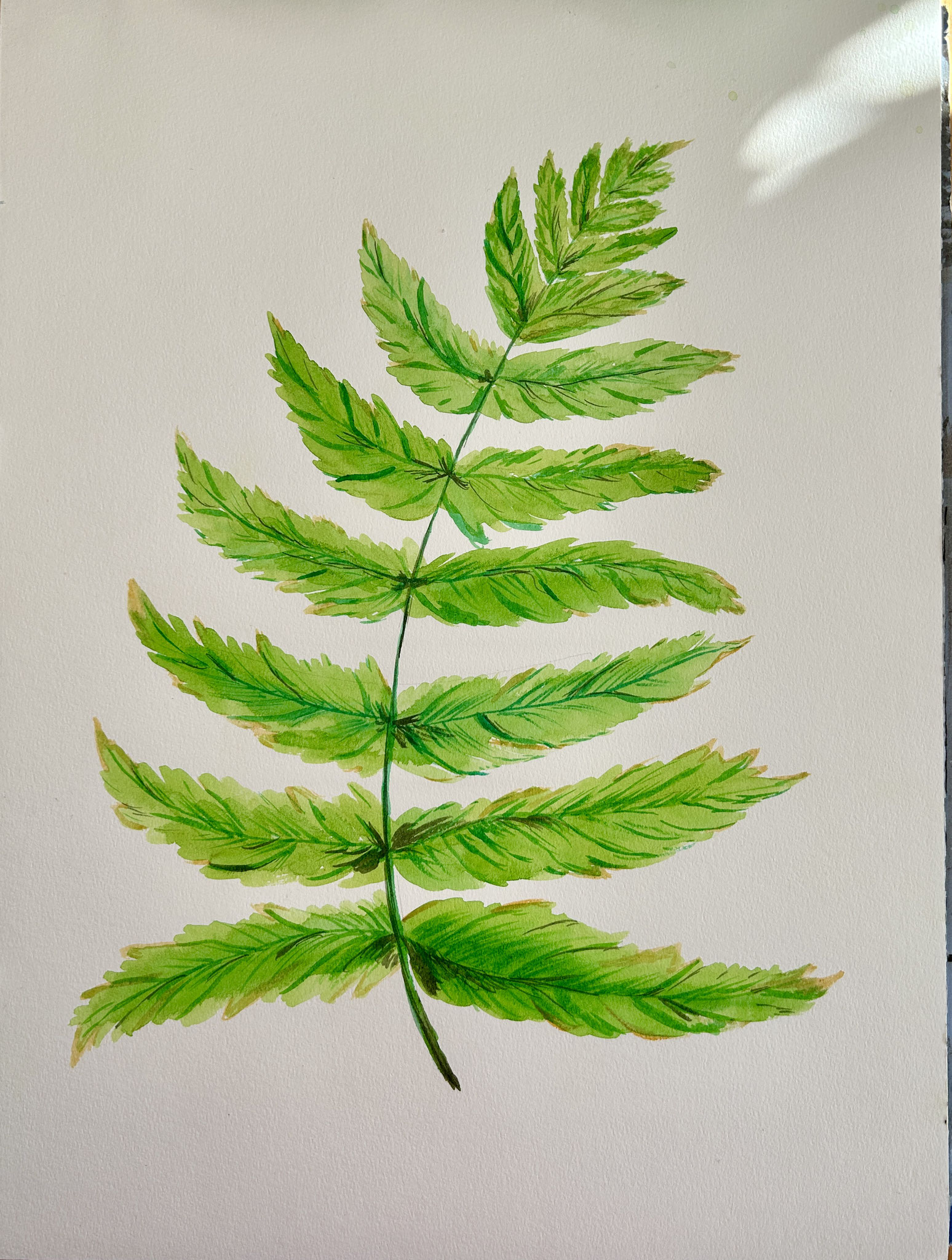 "Sibirische Federspiere" Aquarell 