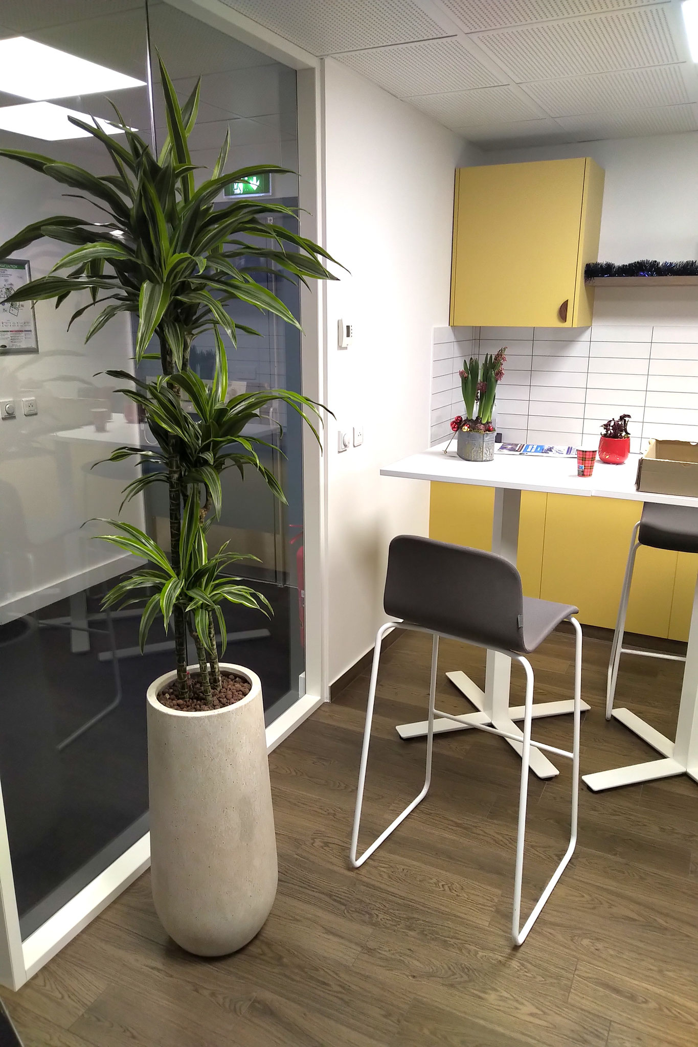 Dracaena pour décorer cette cafeteria