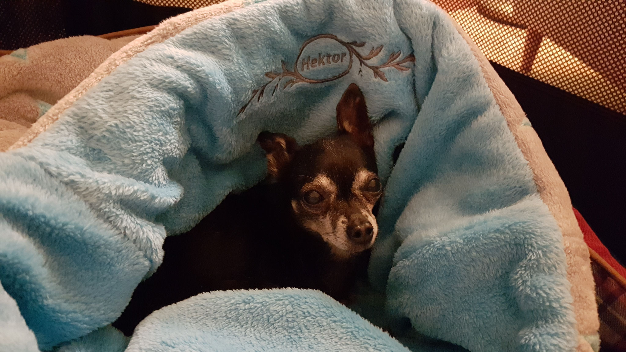 Chihuahua im Kuschelsack von Rosys Kuschelkram