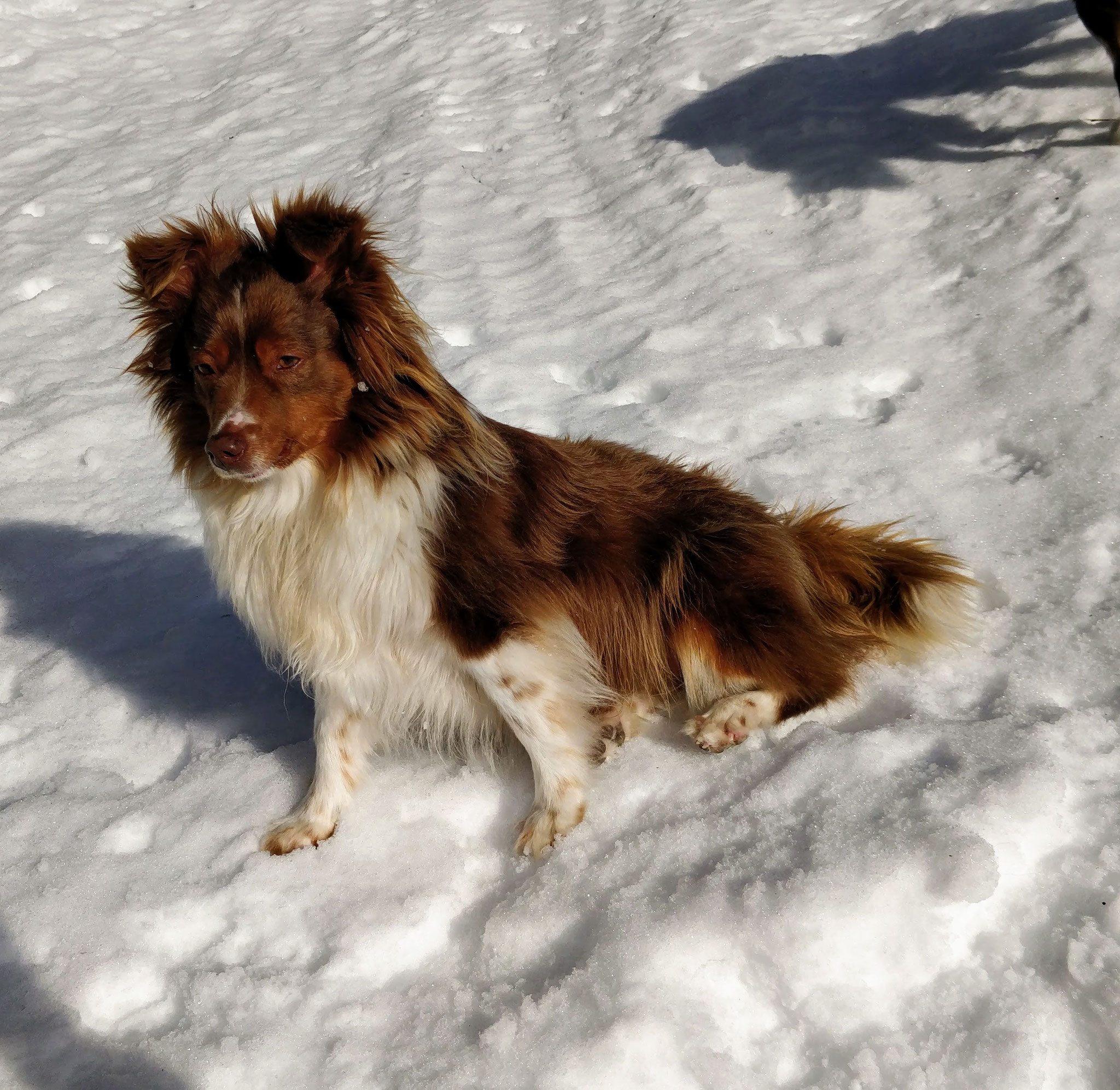 Neele