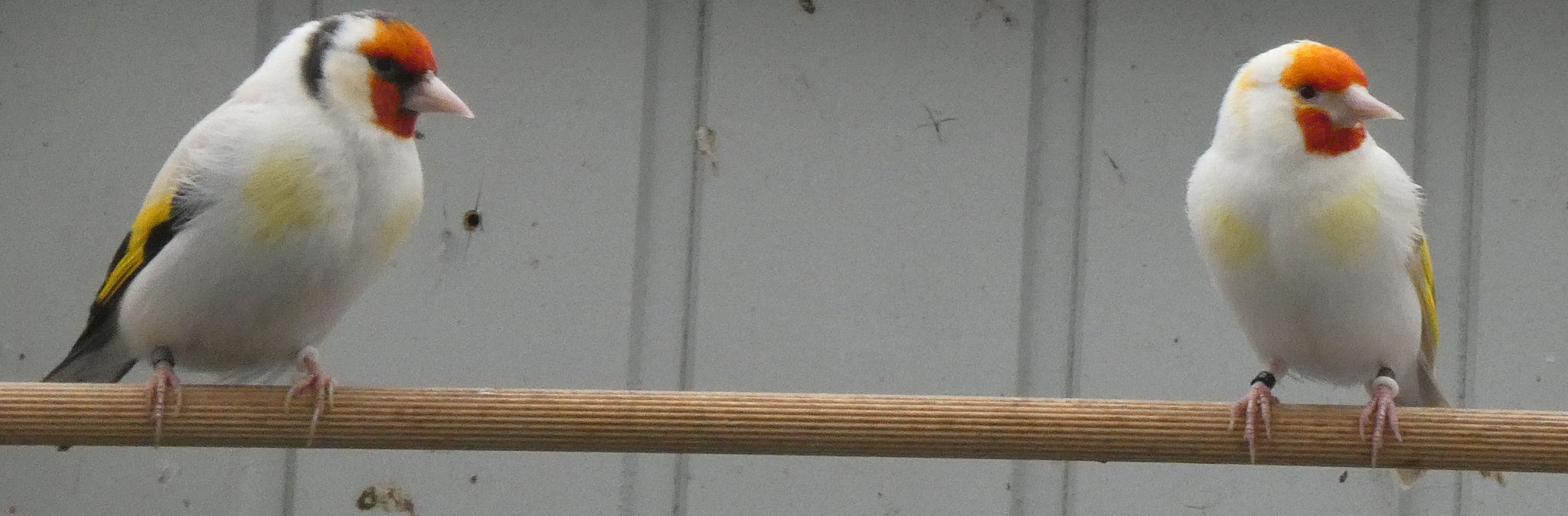 Zucht 2020 StieglitzMajor Mutationszucht