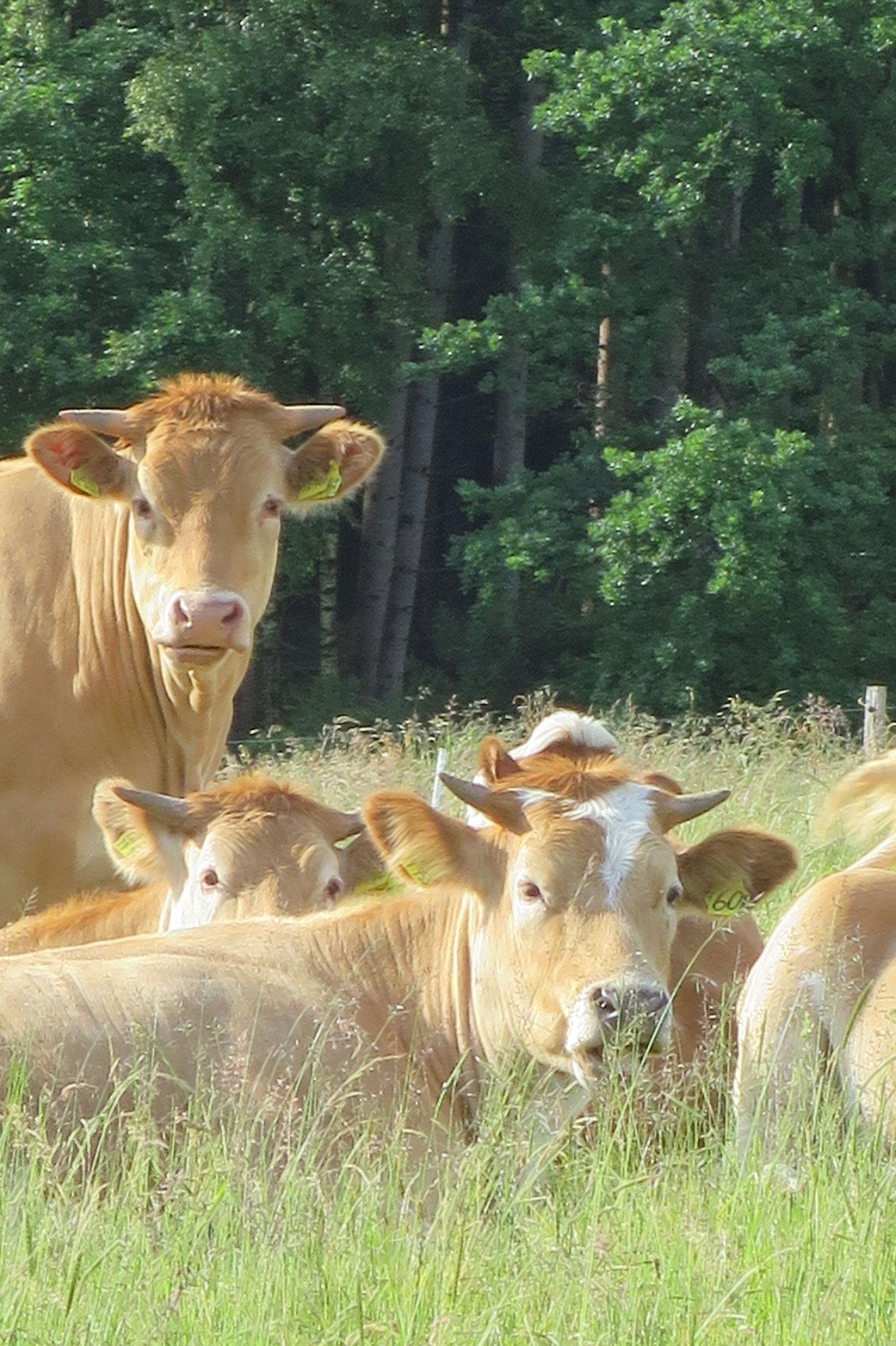 Mai - Blond d'Aquitaine-Rinder auf der Weide.