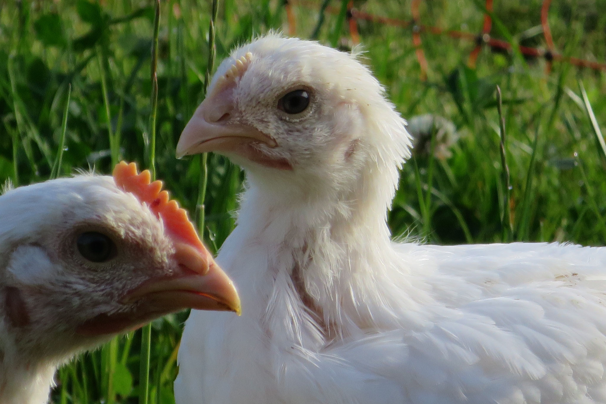 Juni - Fitte Hähnchen auf der Wiese