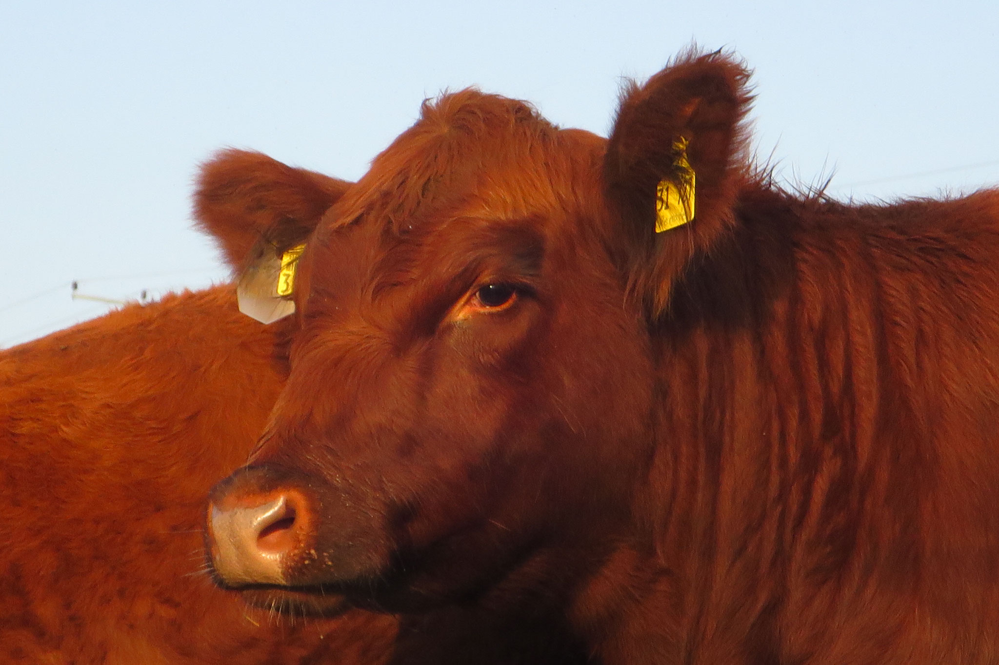 Oktober - Angus-Kuh in der Herbstsonne