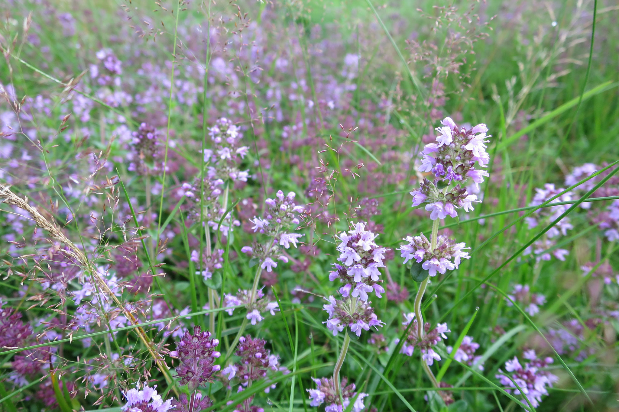 August - Unsere Thymian-Wiese blüht.