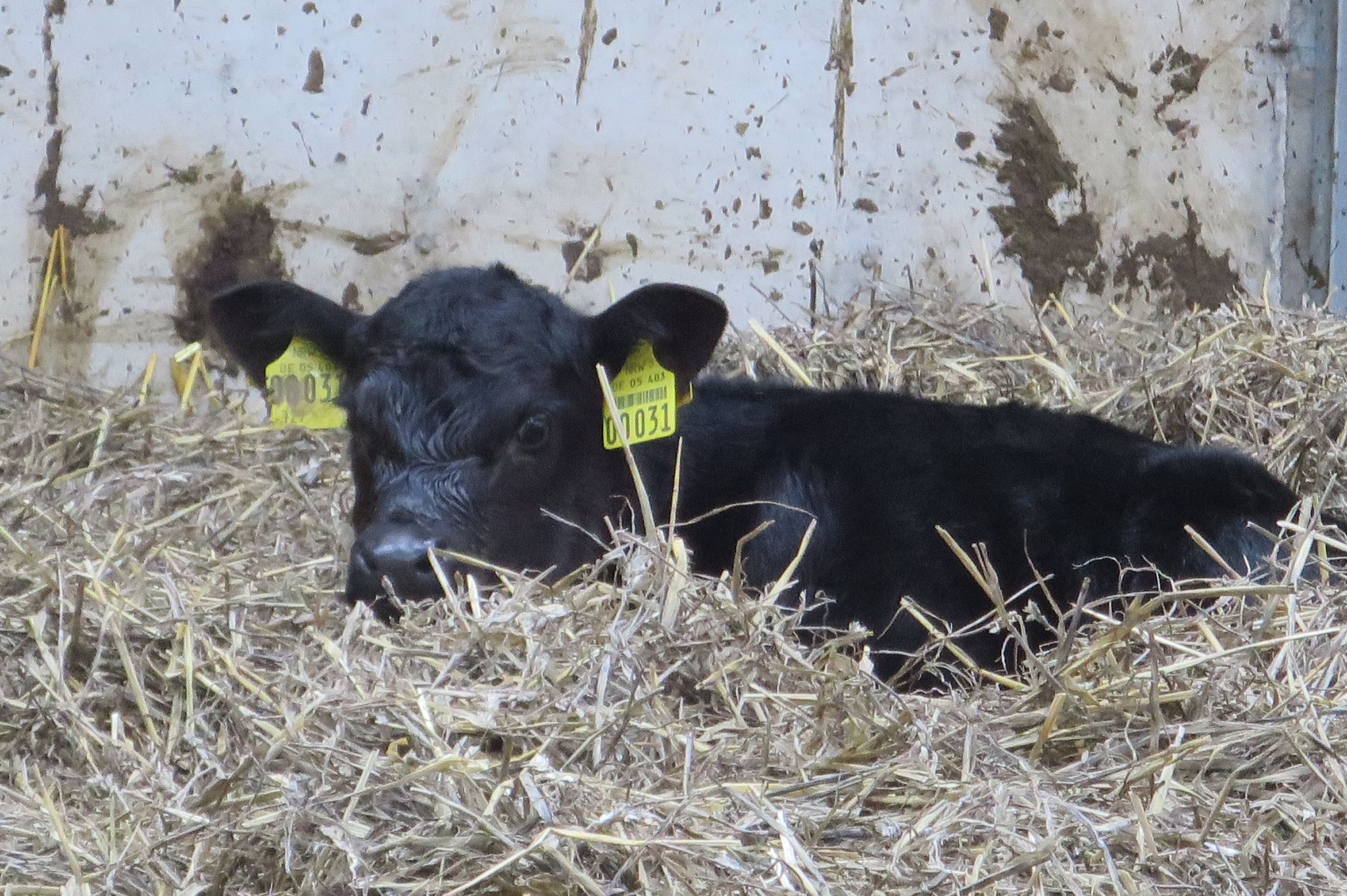 Dezember - im Stroh-Bett