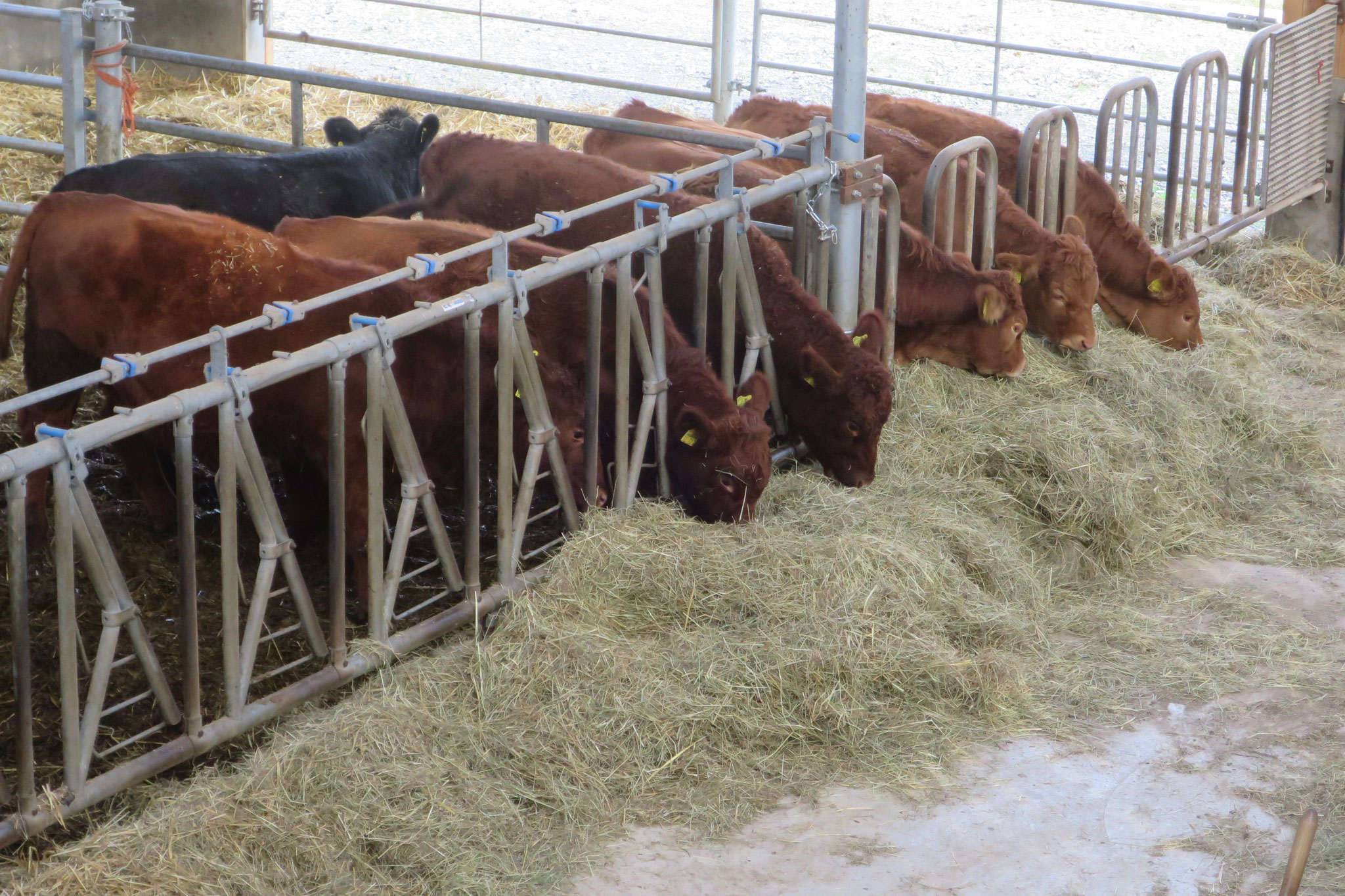 November - Neue Bewohner im Stall: 4 Angus-Färsen und 4 Limousin-Färsen.