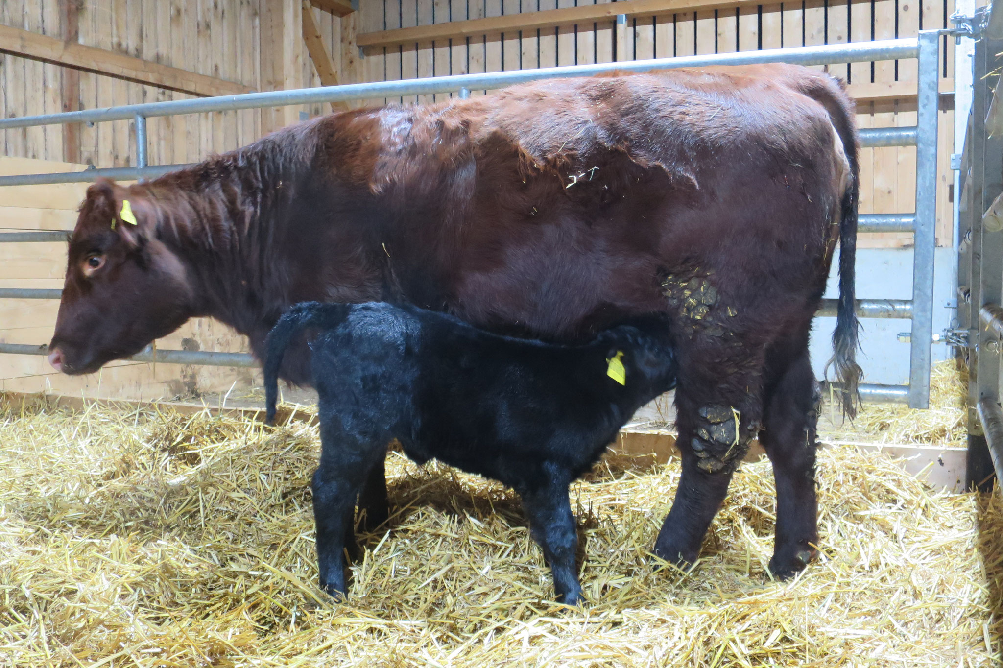 Dezember - Mamas Milch schmeckt