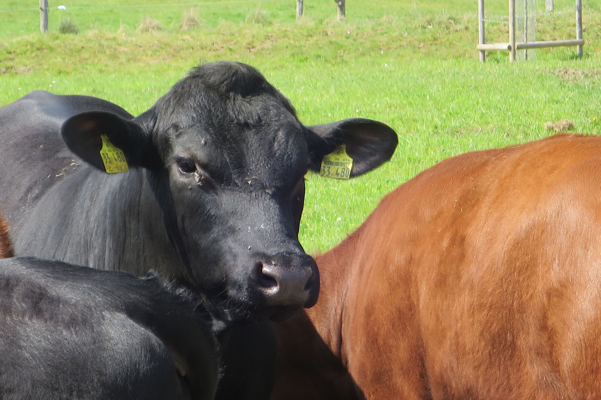 Mai - Angus-Bulle auf der Weide