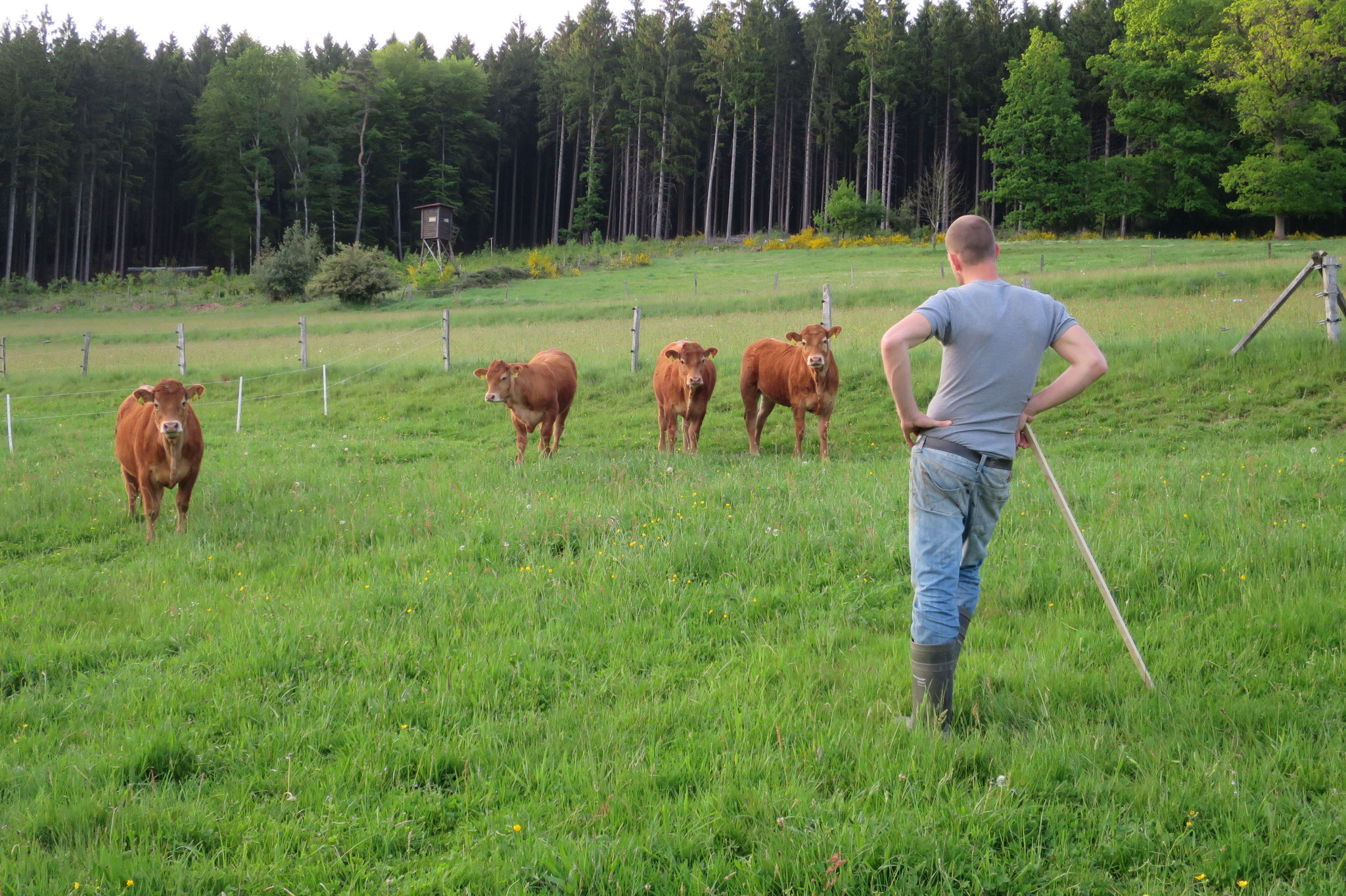 Mai - Limousin-Rinder