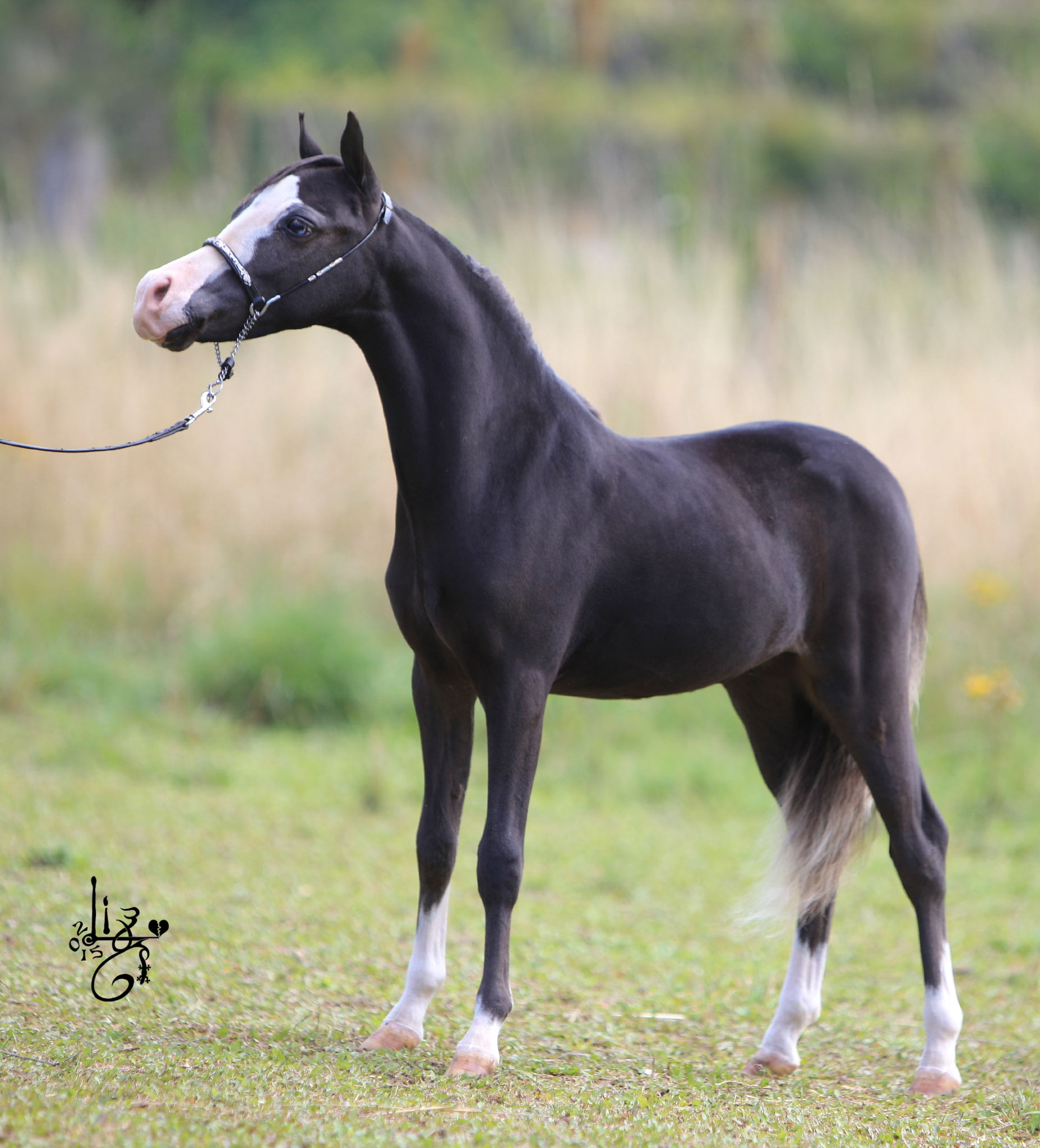 SCS Gold's Fancy Baltic