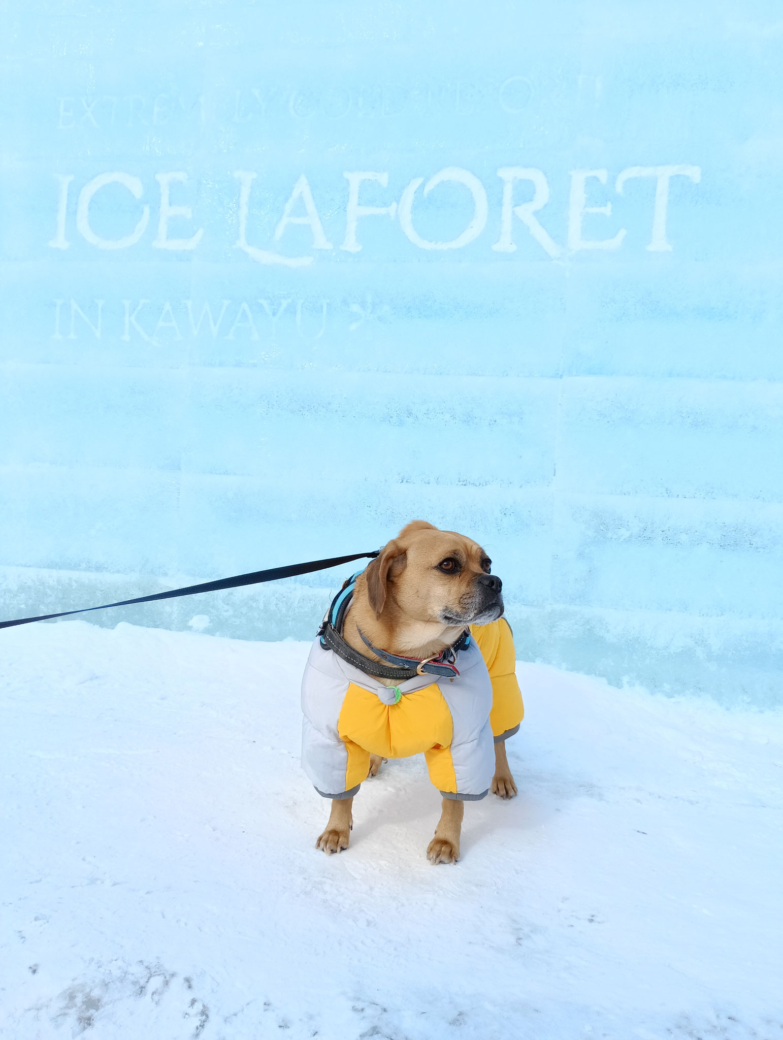 寒さのお見舞い申し上げます⛄寒っU^ｪ^U僕のお散歩コースに氷の積まれたイベントが出現したよ🐾氷の前で１枚📷どう❓映えるでしょ♨川湯の街がだんだん✧٩(ˊωˋ*)و✧シャレて来たよ!!2/2までだって～アイス❄ラフォーレin川湯♨